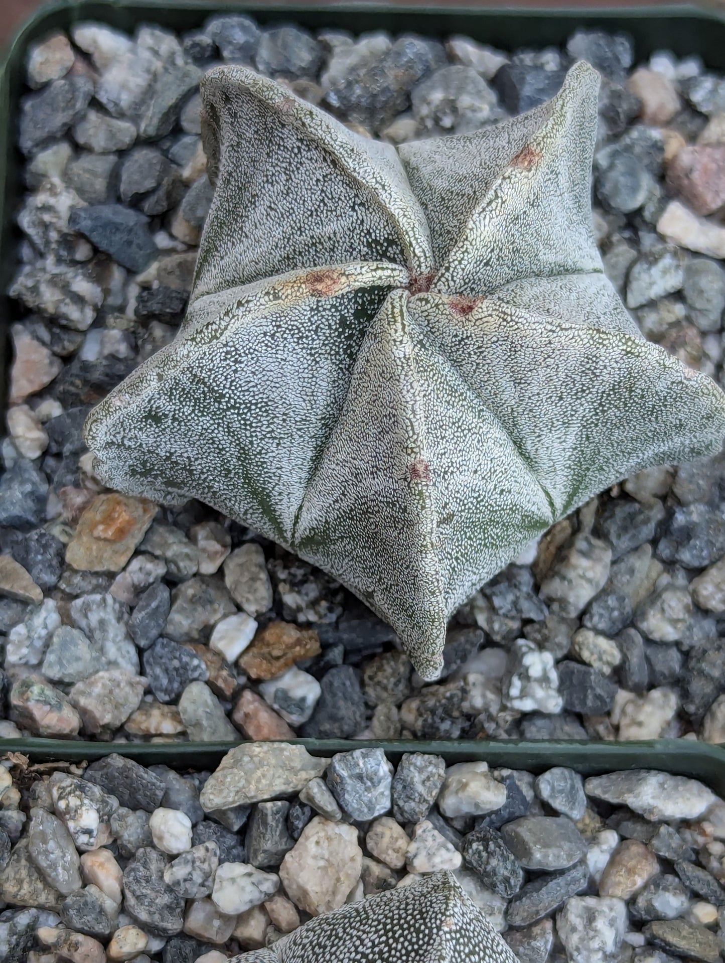 Bishop's Cap Cactus - Astrophytum Myriostigma