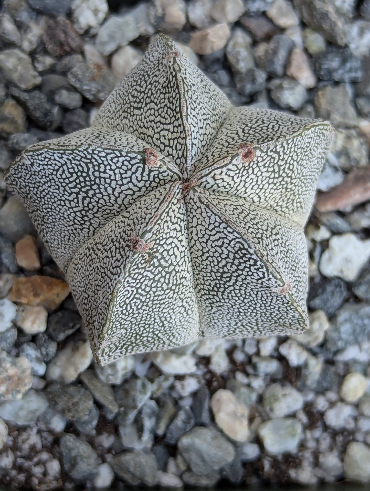 Bishop's Cap Cactus - Astrophytum Myriostigma