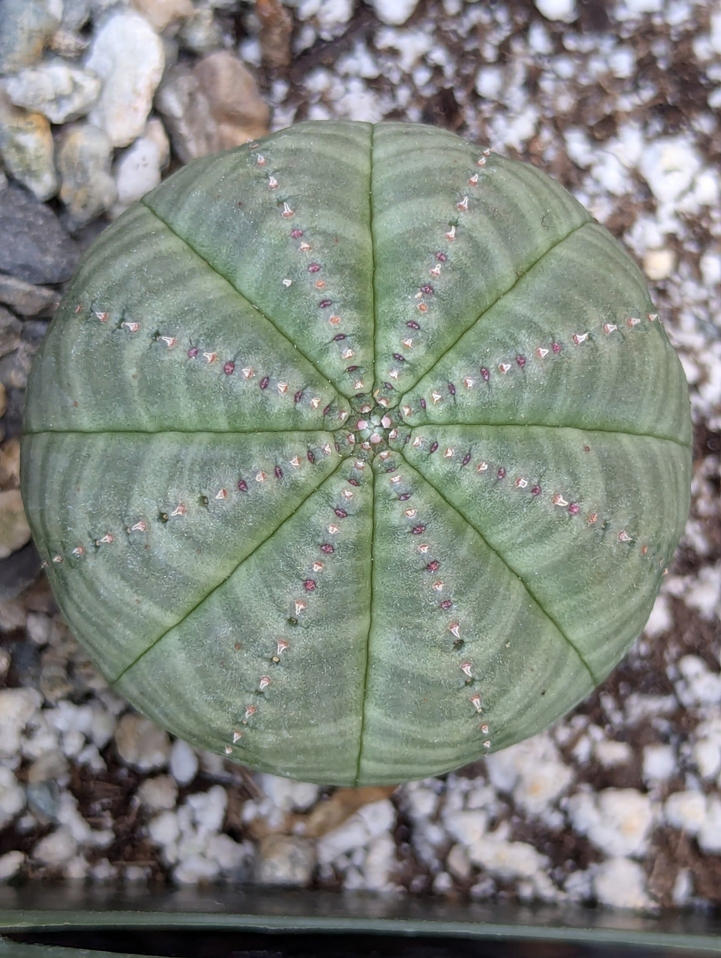 Euphorbia Obesa