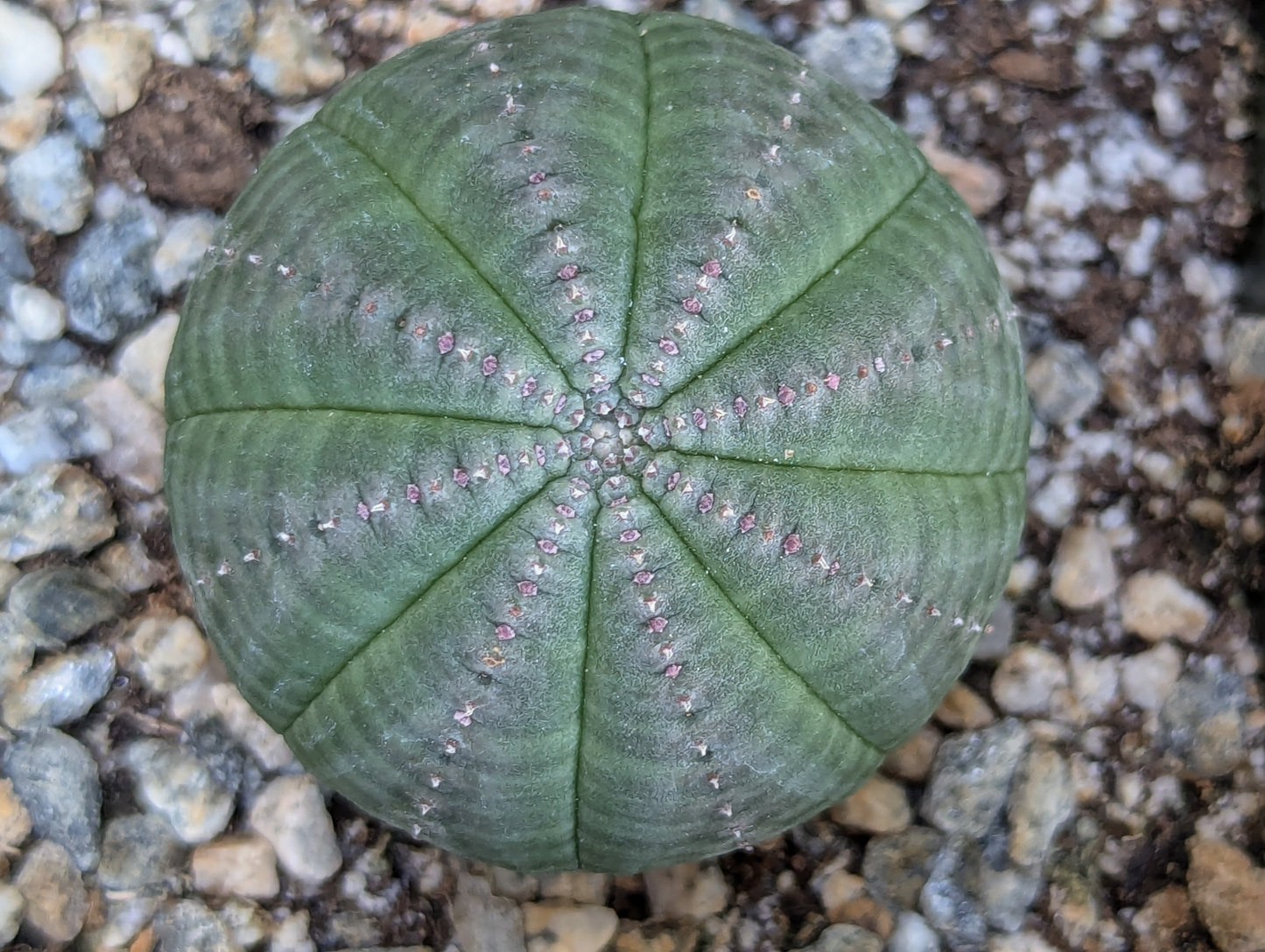 Euphorbia Obesa