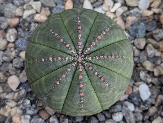 Euphorbia Obesa