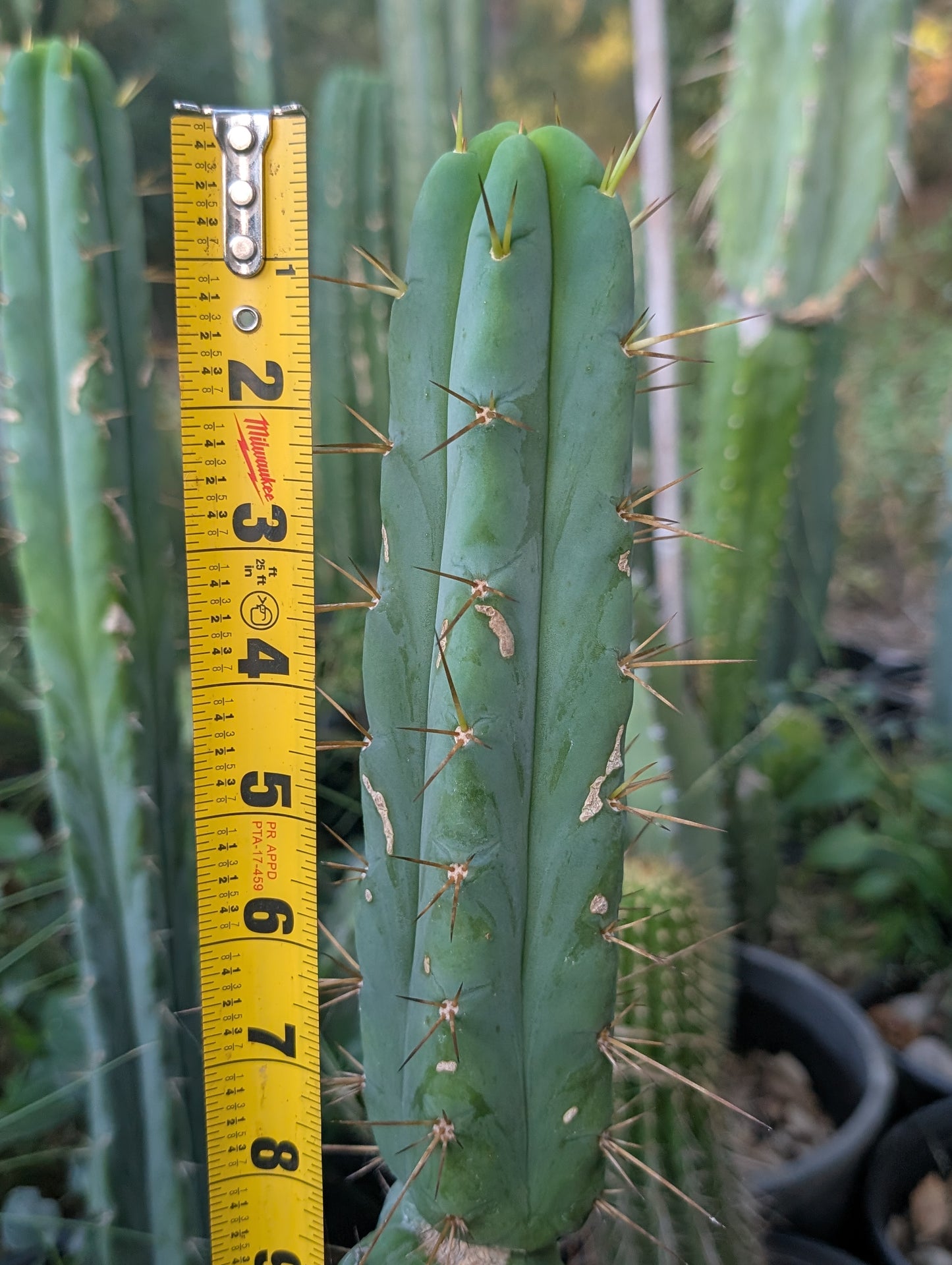 Rs0006 "Nick Sands" Bridgesii