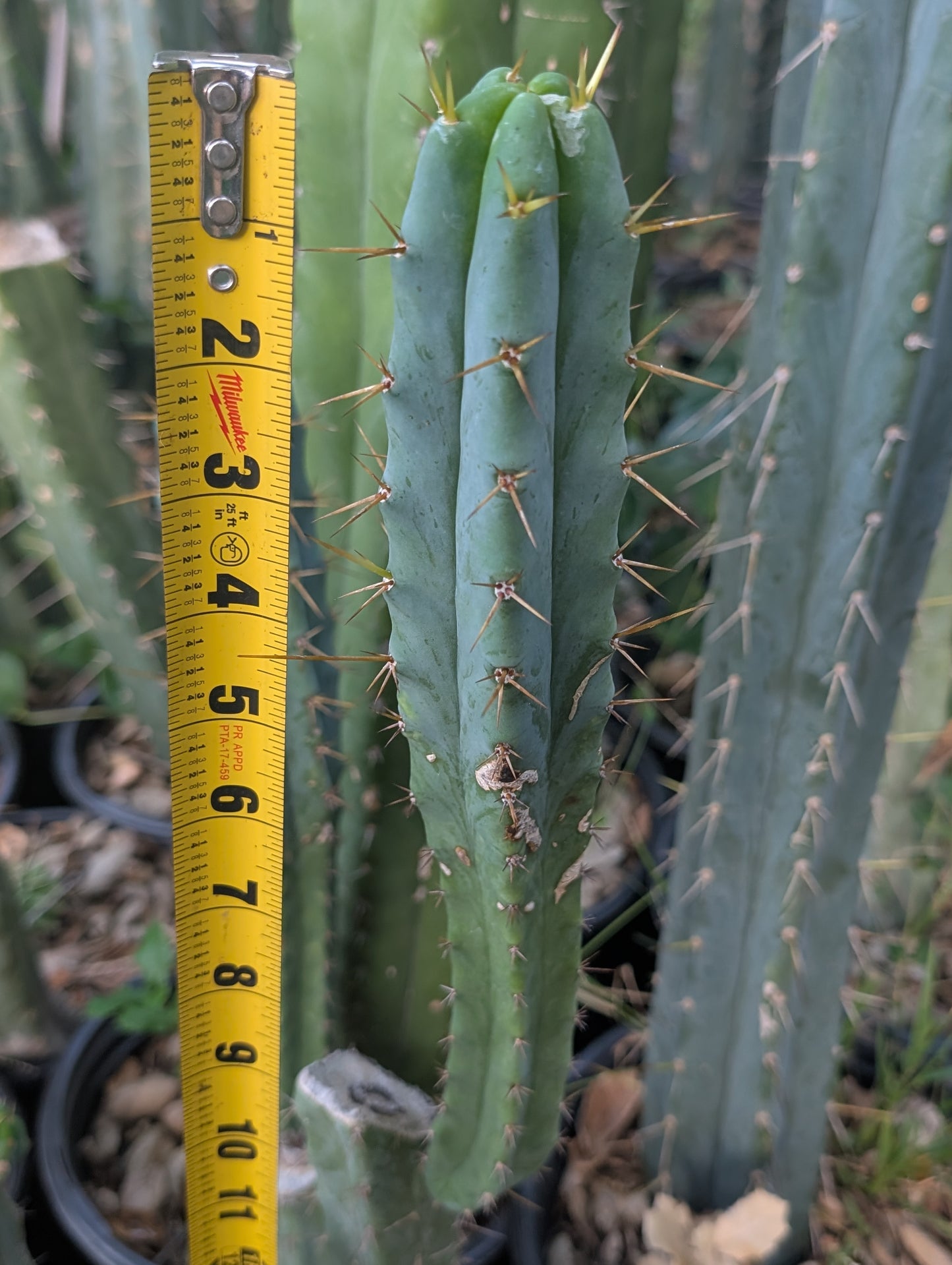 Rs0006 "Nick Sands" Bridgesii