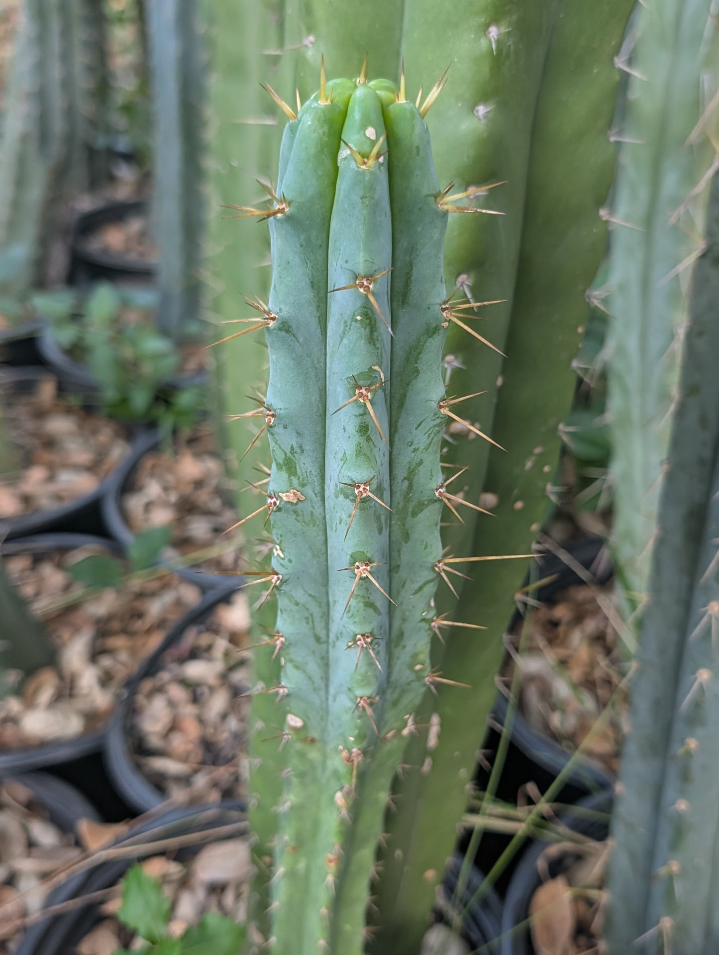 Rs0006 "Nick Sands" Bridgesii