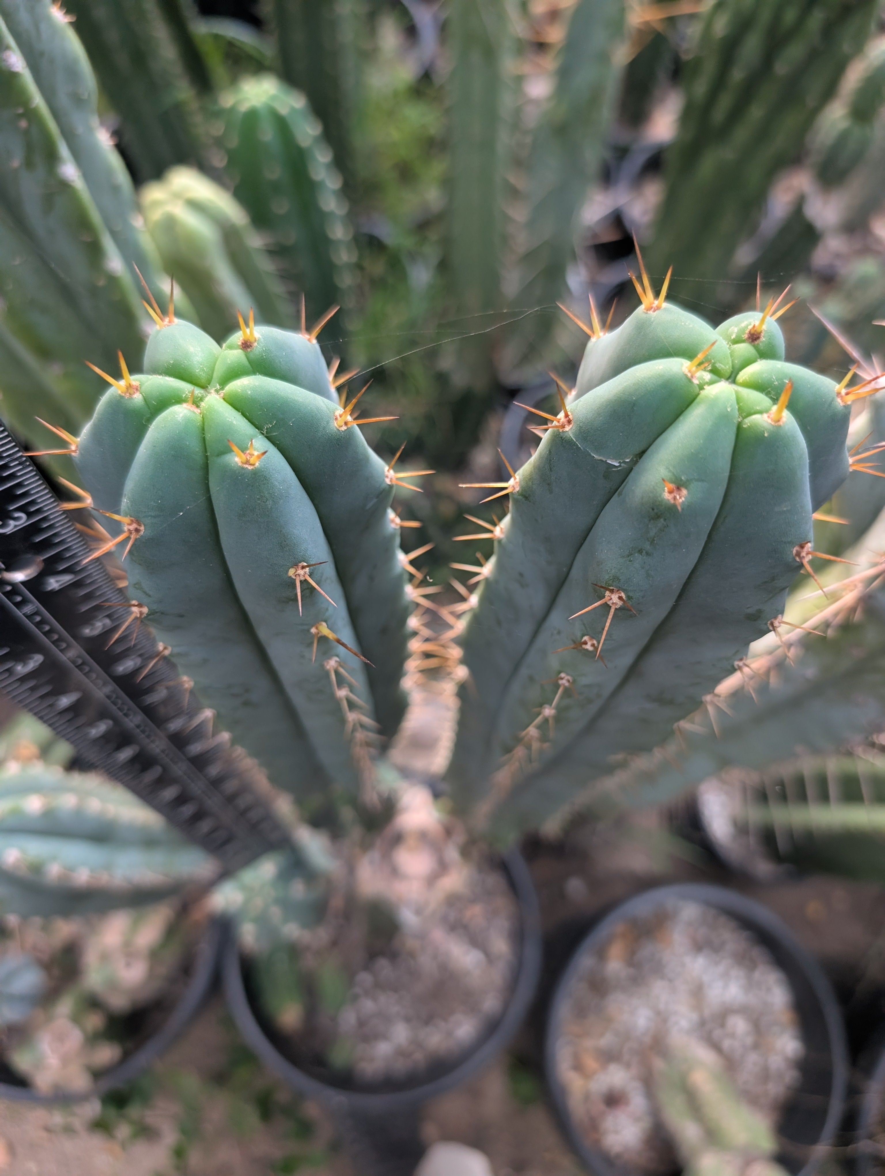 Cactus – Third Eye Forest