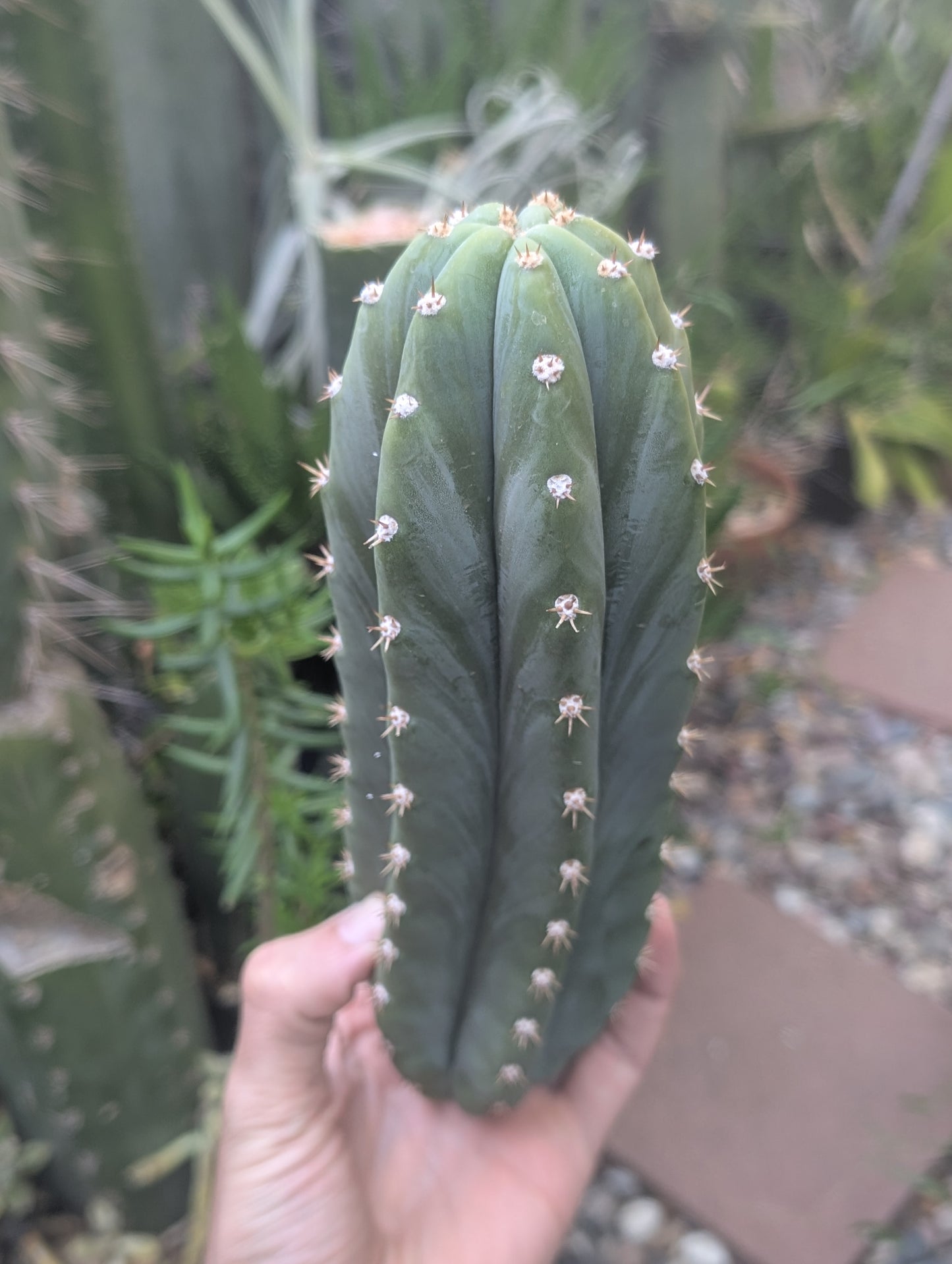 Jim's Special - Cactus Country 🇦🇺