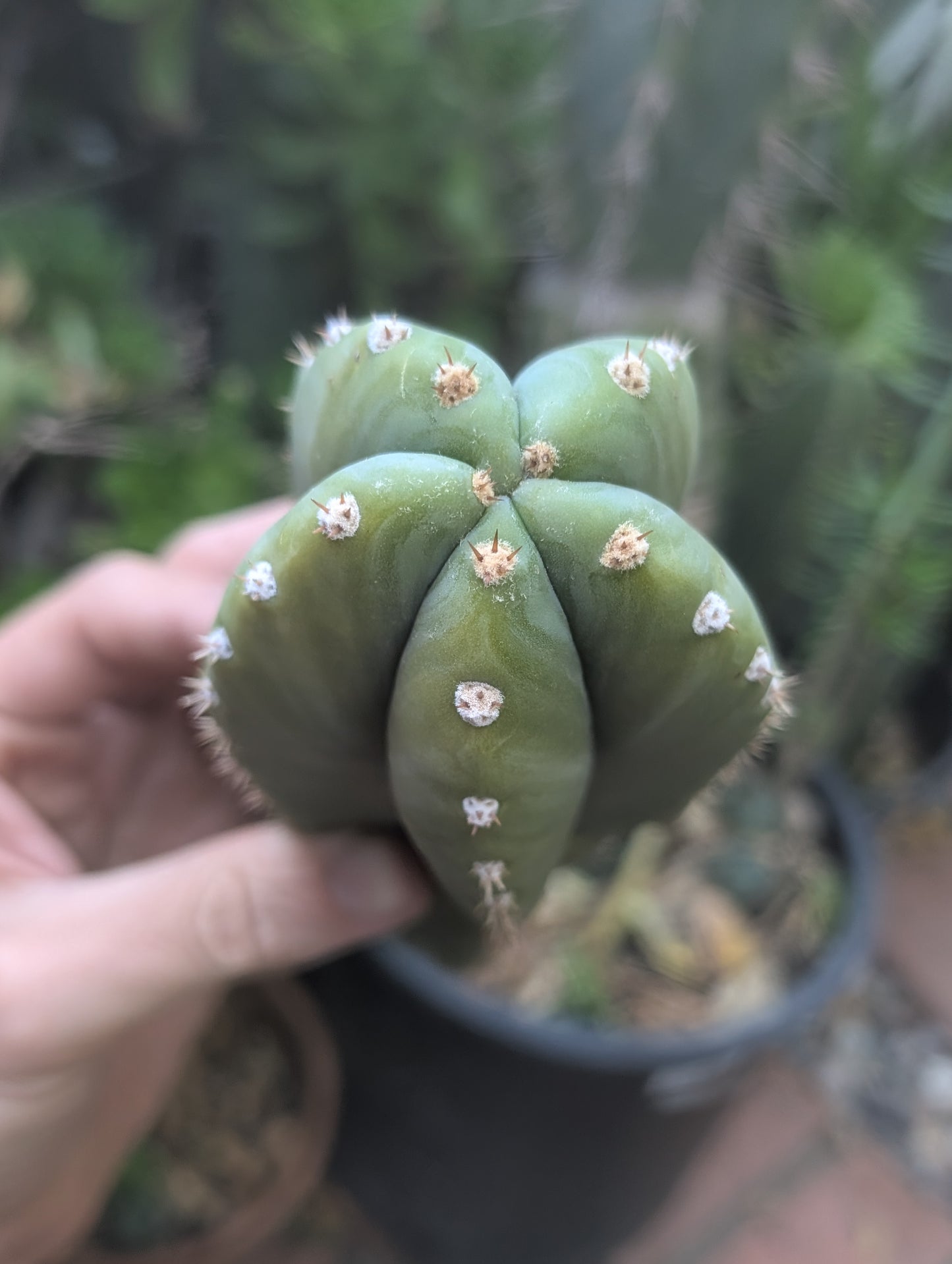 Jim's Special - Cactus Country 🇦🇺