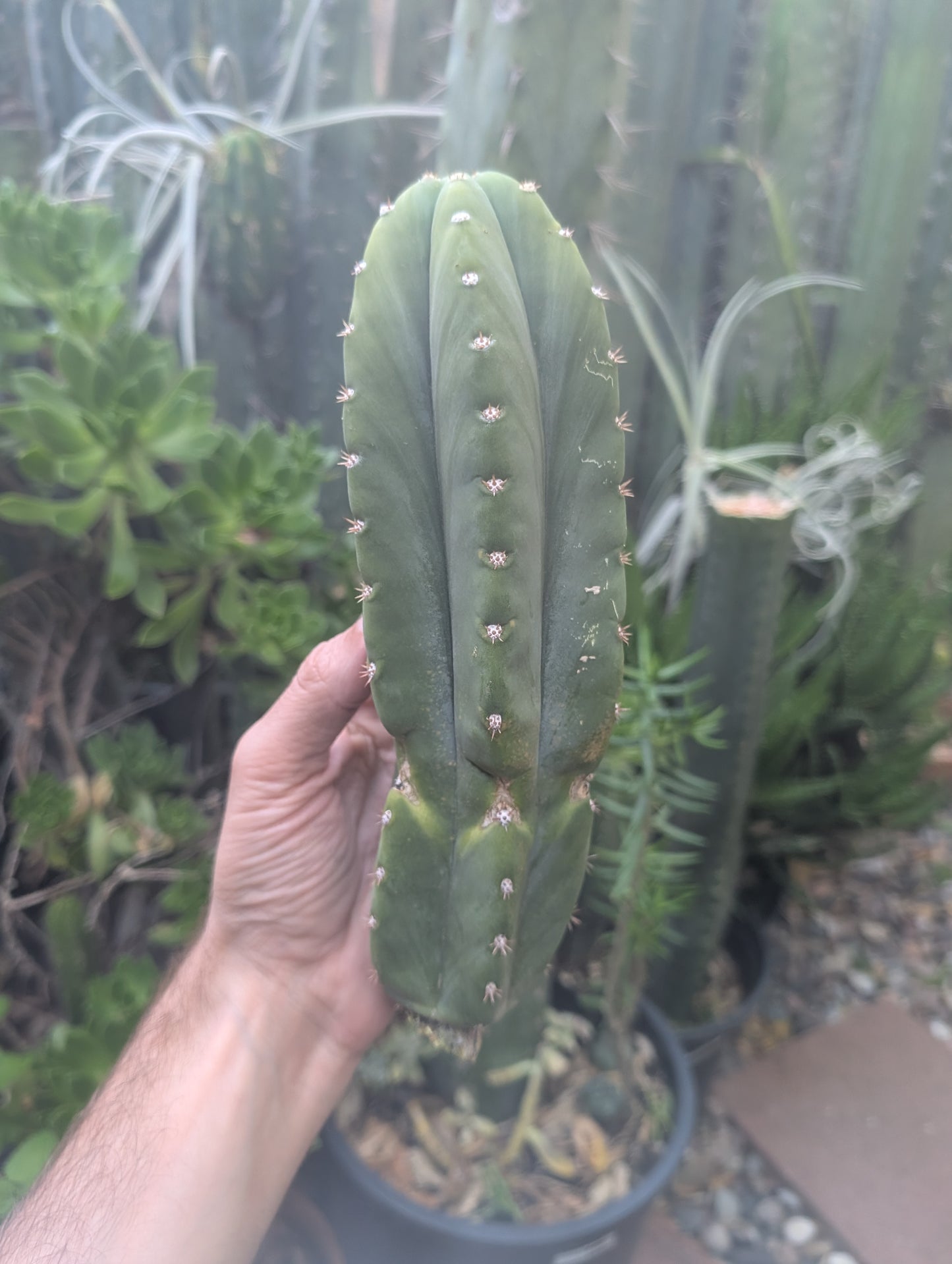 Jim's Special - Cactus Country 🇦🇺
