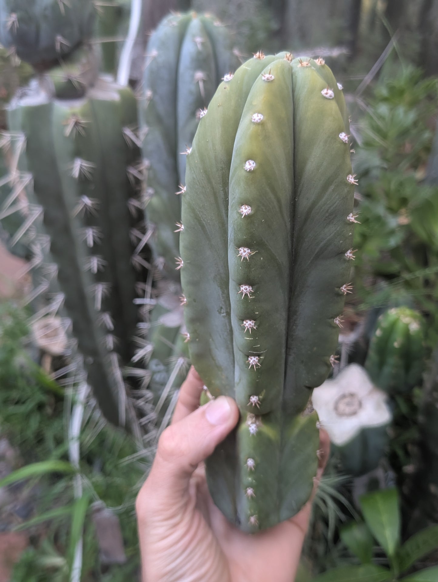 Jim's Special - Cactus Country 🇦🇺