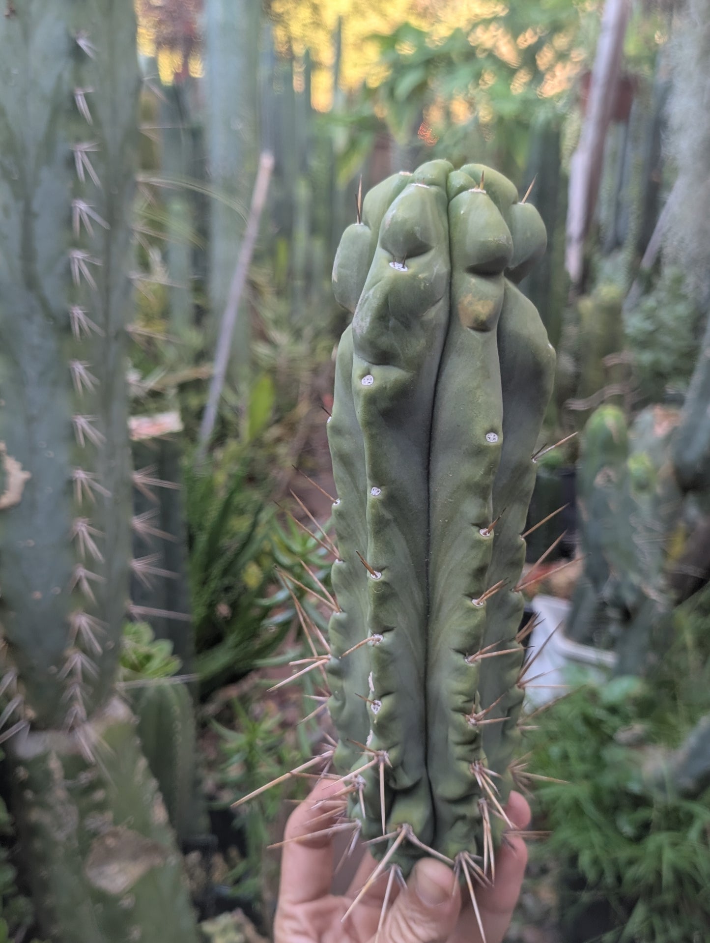 Bert aka Cucumber Melted Bridgesii 🇦🇺