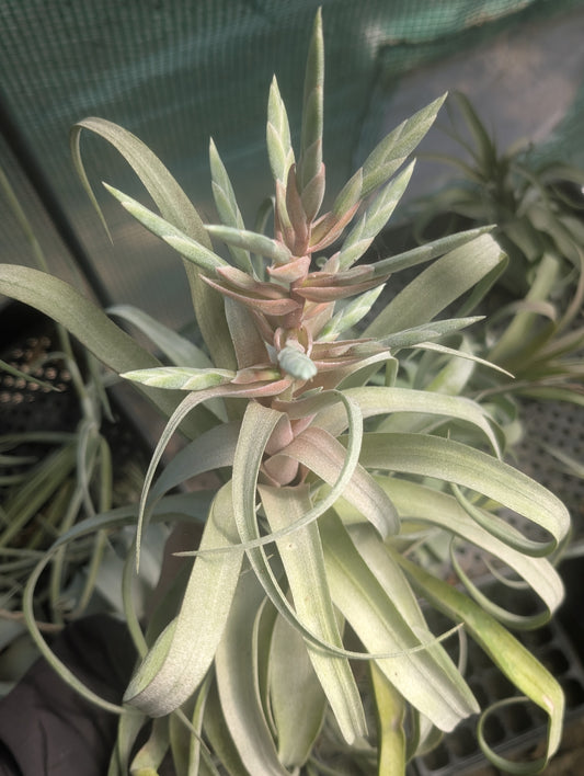 Tillandsia Streptophylla