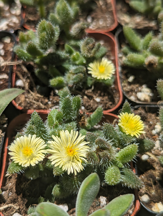 Delosperma Echinatum "Pickle Plant"