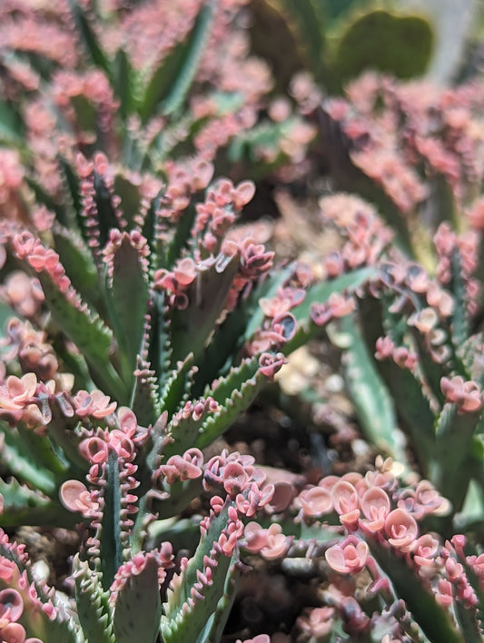 Kalanchoe "Pink Butterfly"  Mother of Thousands