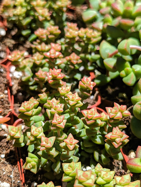 Crassula rupestris ssp. commutata – Tom Thumb Crassula