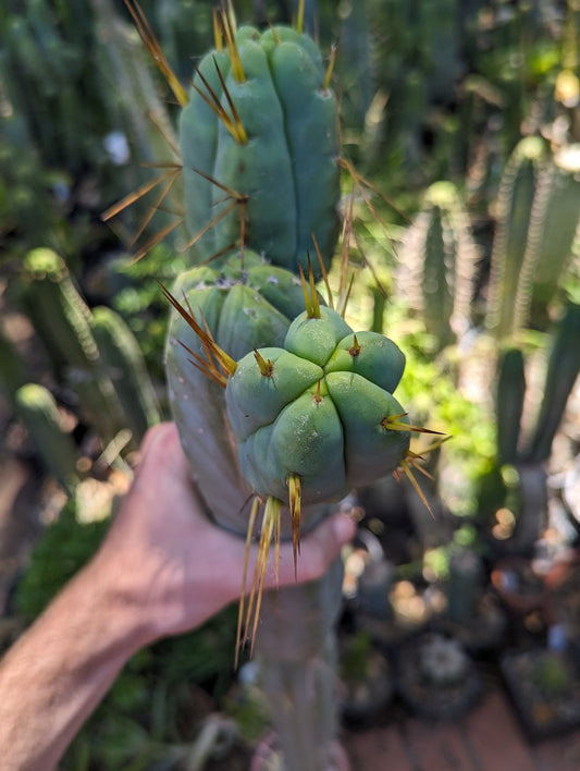 Trichocereus Bridgesii "Vienna"