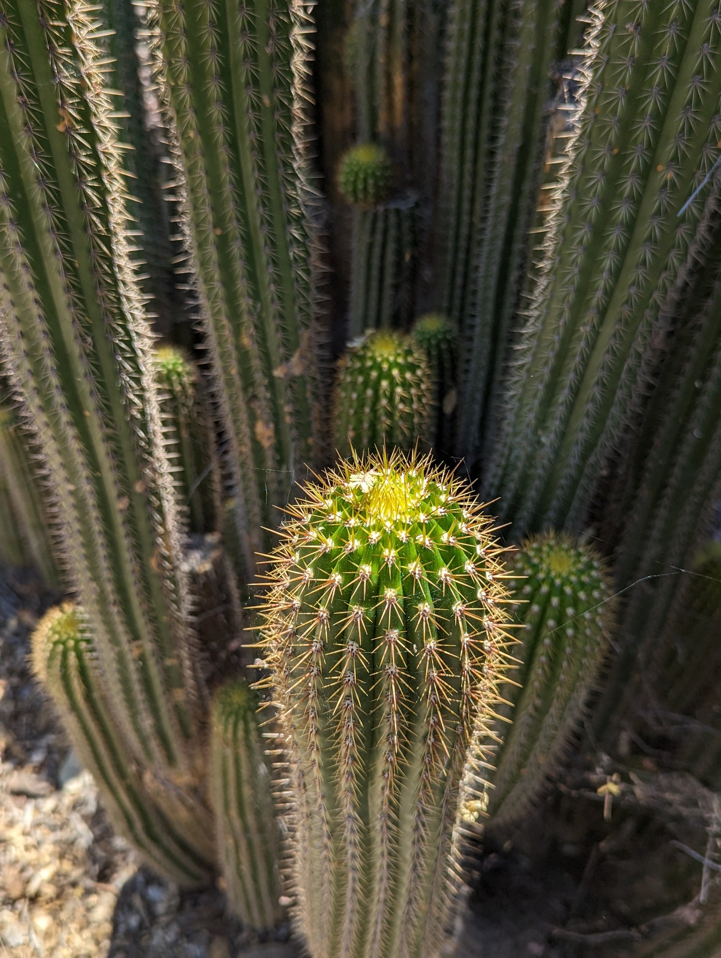 Golden Torch - Trichocereus Spachiana