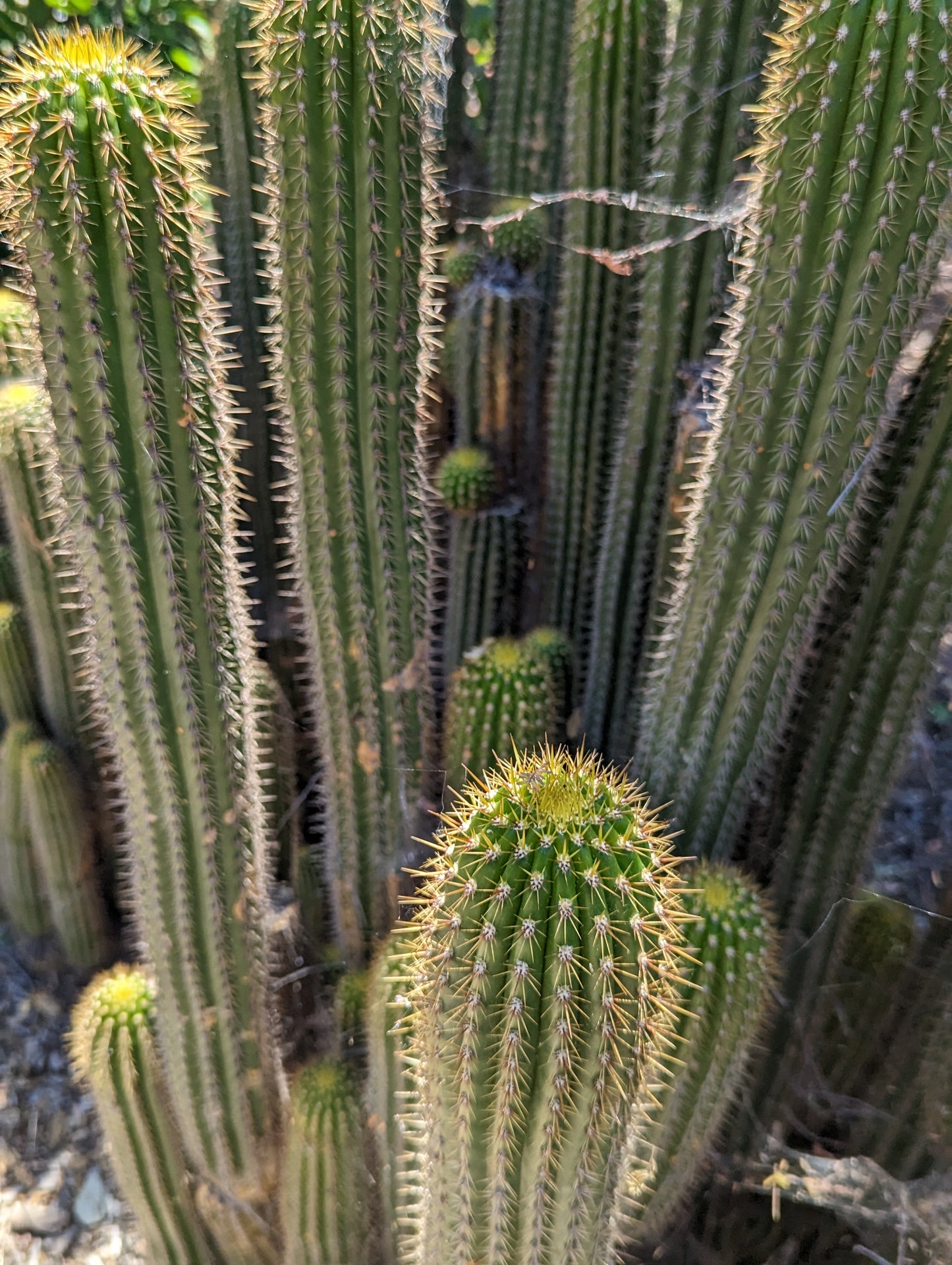 Golden Torch - Trichocereus Spachiana