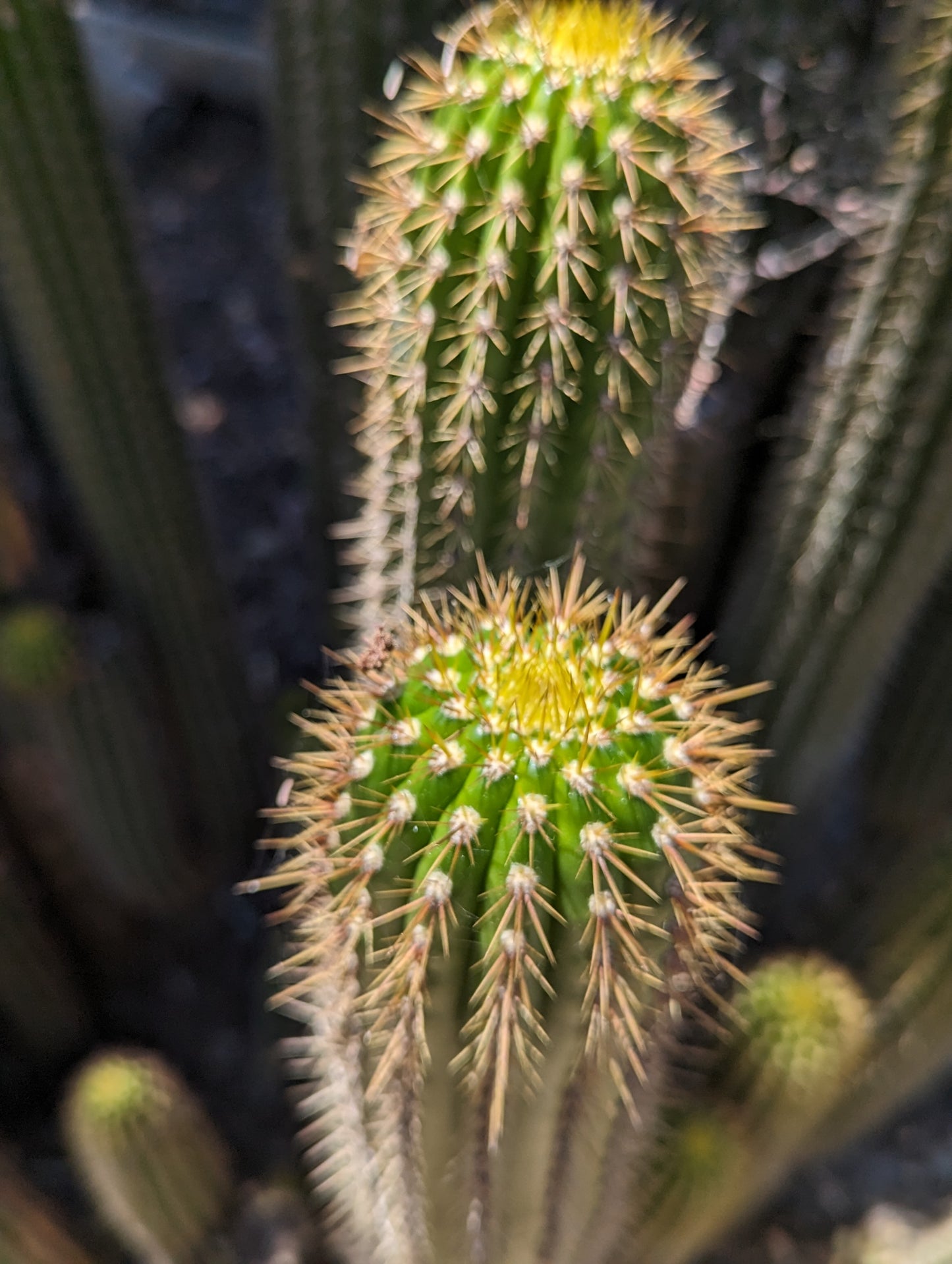 Golden Torch - Trichocereus Spachiana