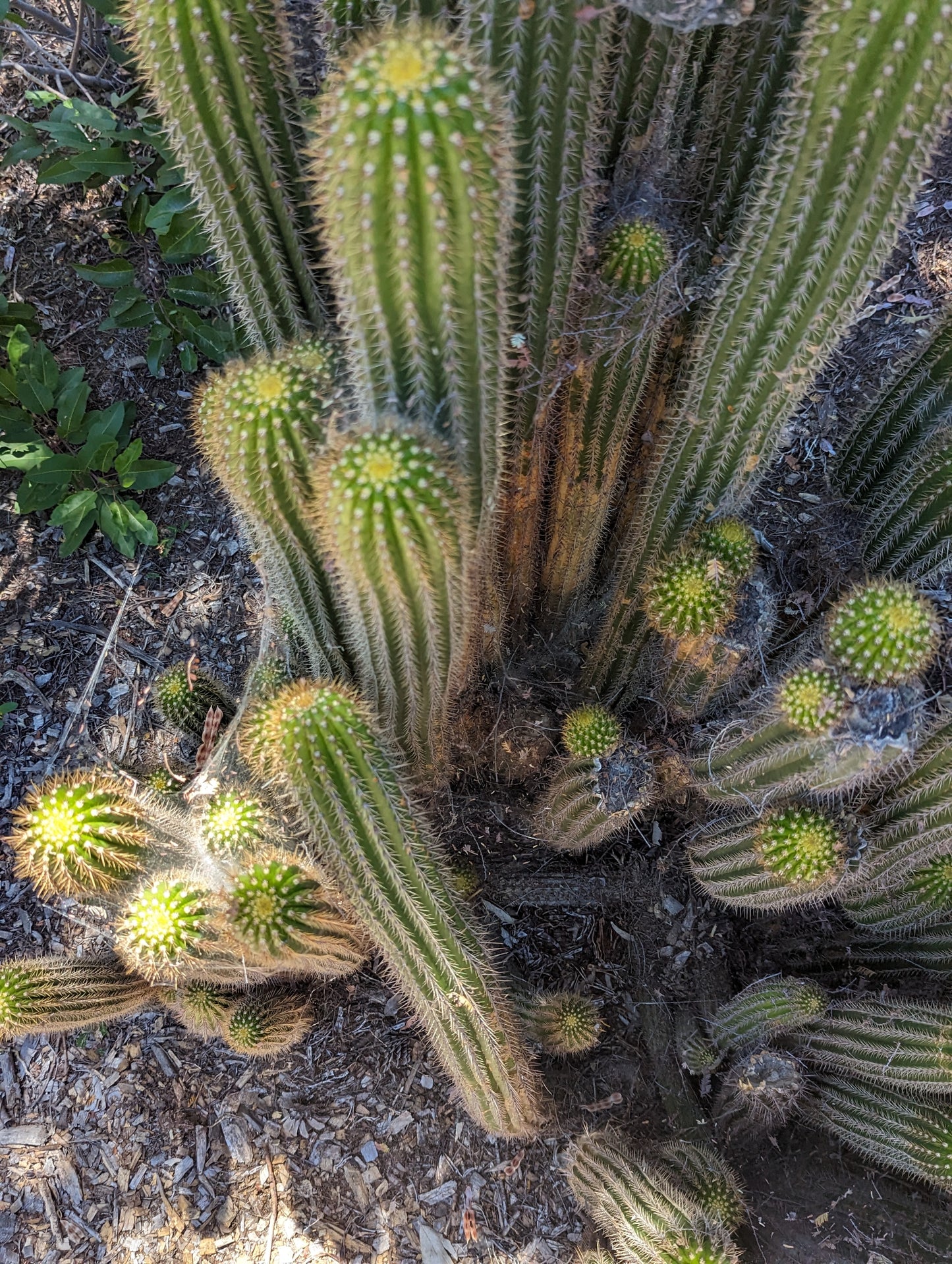 Golden Torch - Trichocereus Spachiana