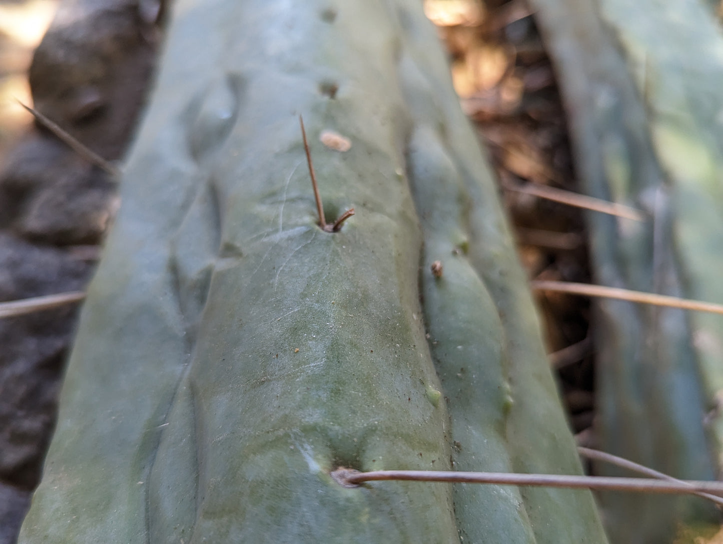 Trichocereus Huanucoensis "L5411"