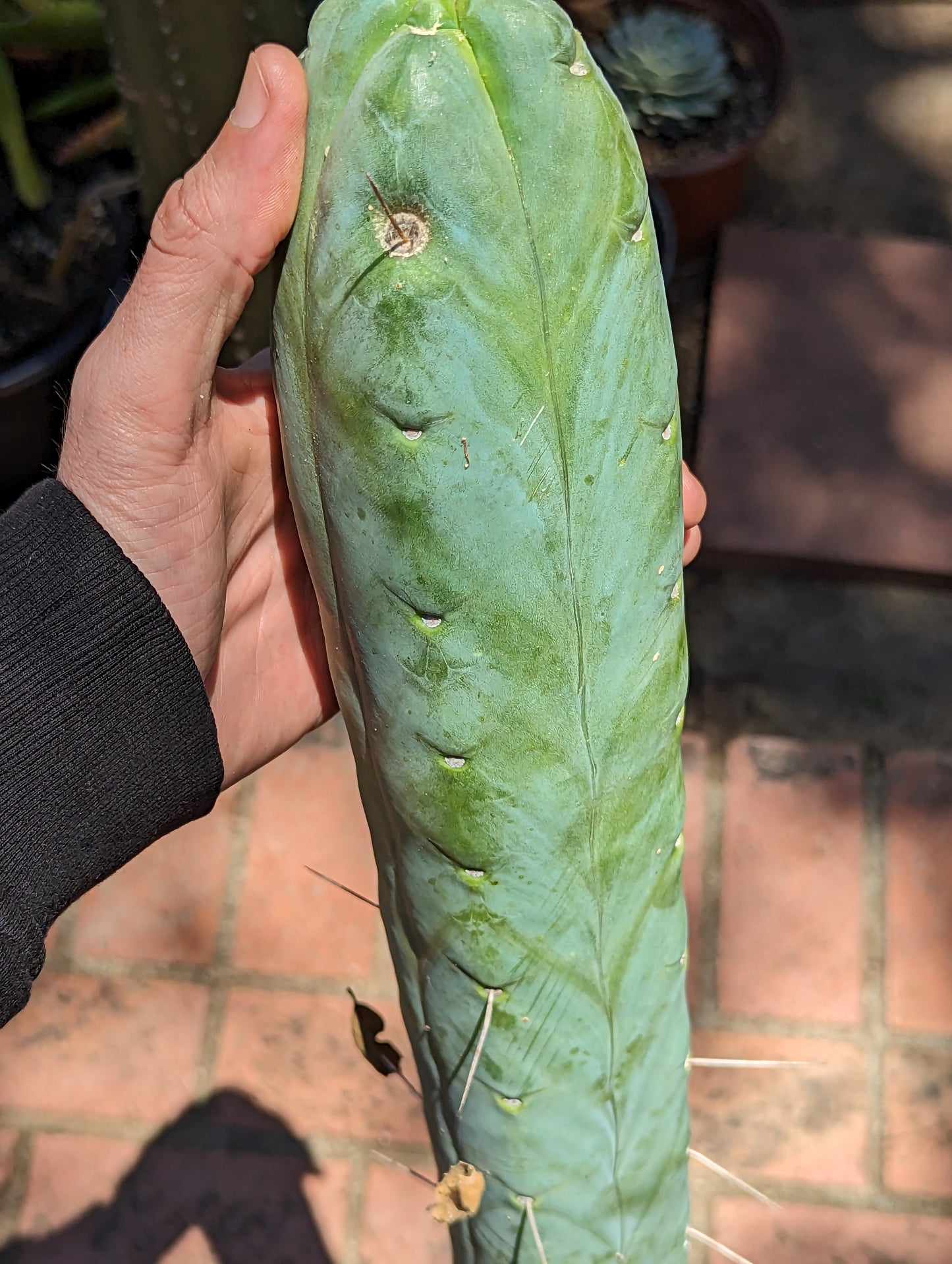 Trichocereus Huanucoensis "L5411"