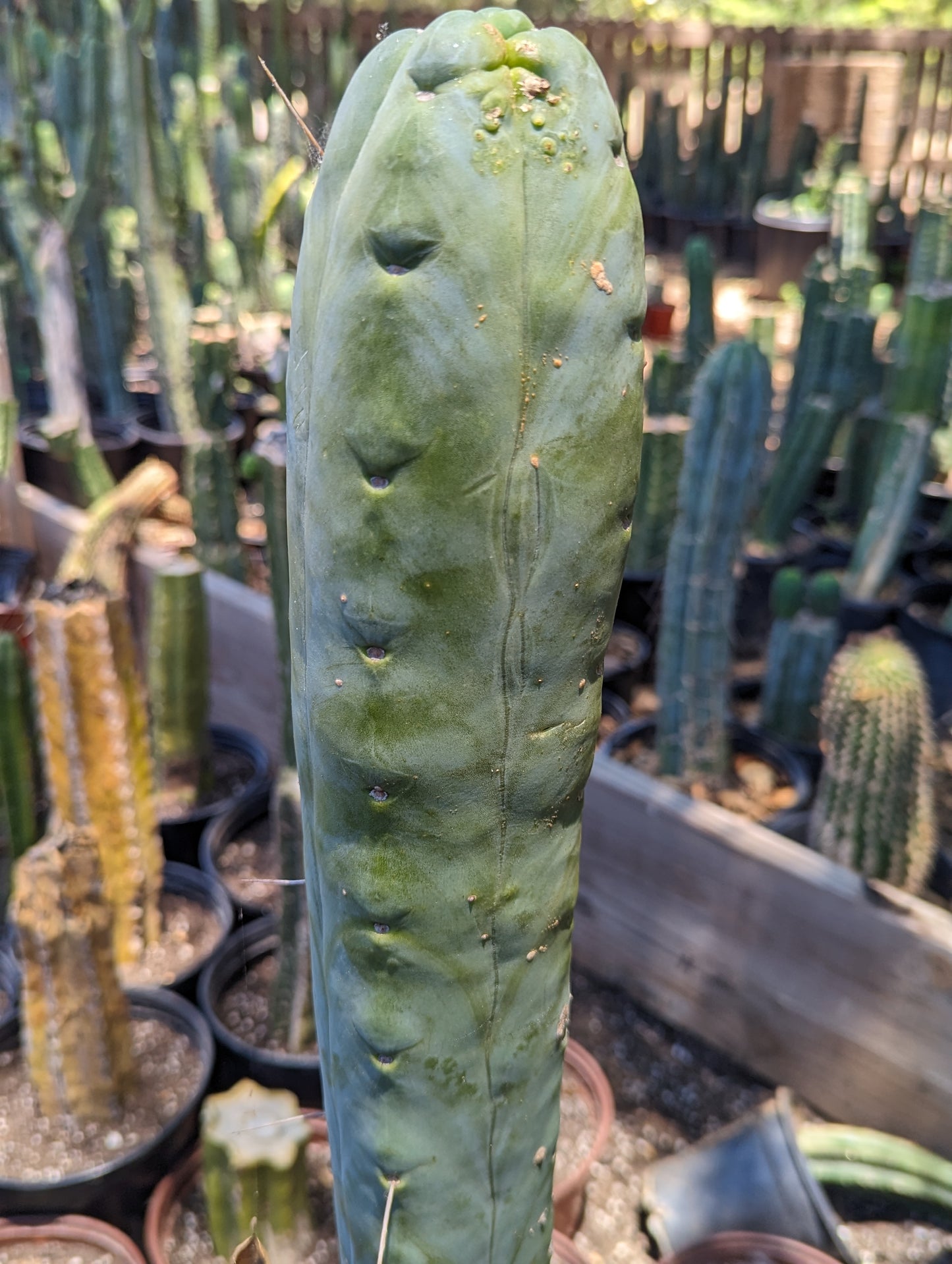 Trichocereus Huanucoensis "L5411"