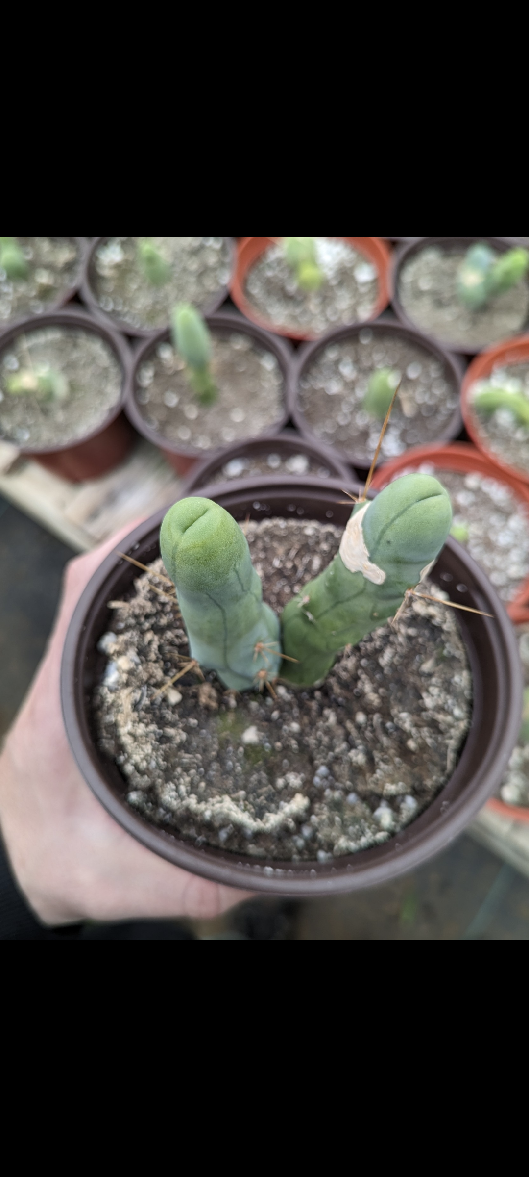 TBM - Trichocereus Bridgesii Monstrosa