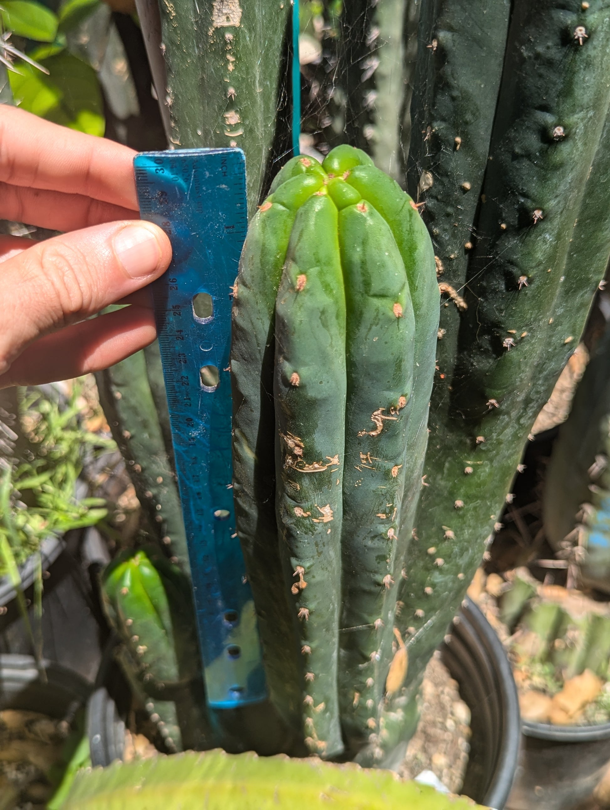 san pedro cactus south africa South African Pachanoi – Third Eye Forest