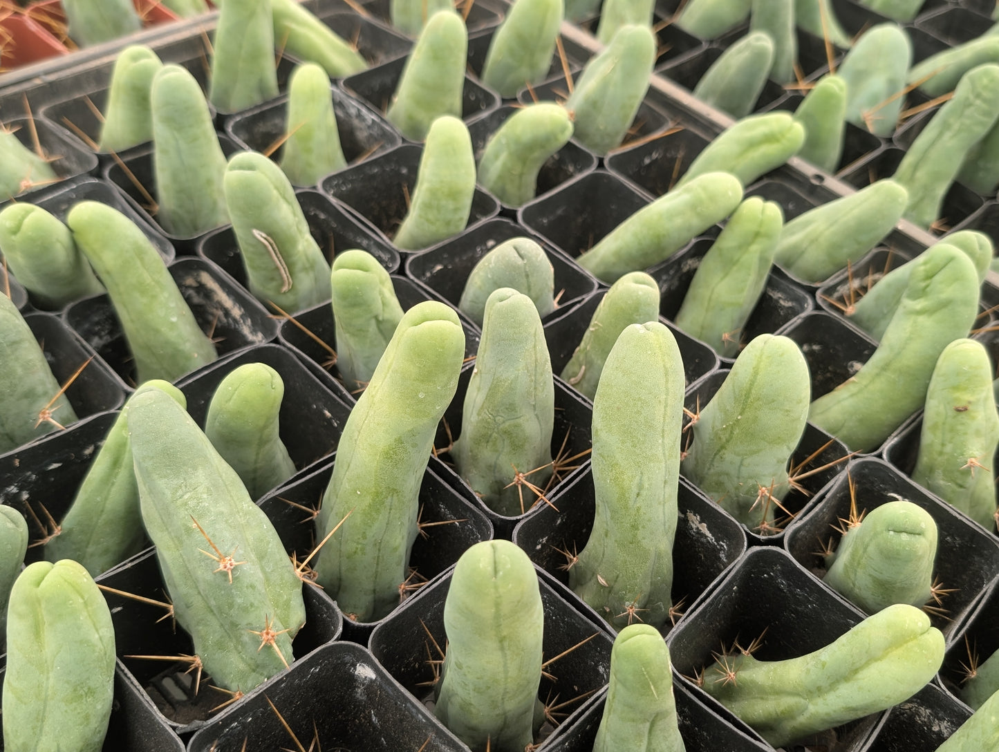 TBM - Trichocereus Bridgesii Monstrosa