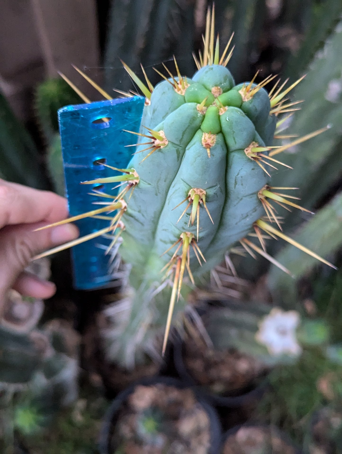 Trichocereus "Puquensis"