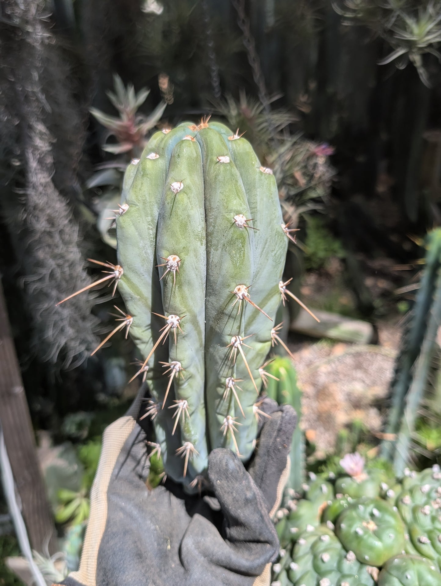 Dawson's Peru #1