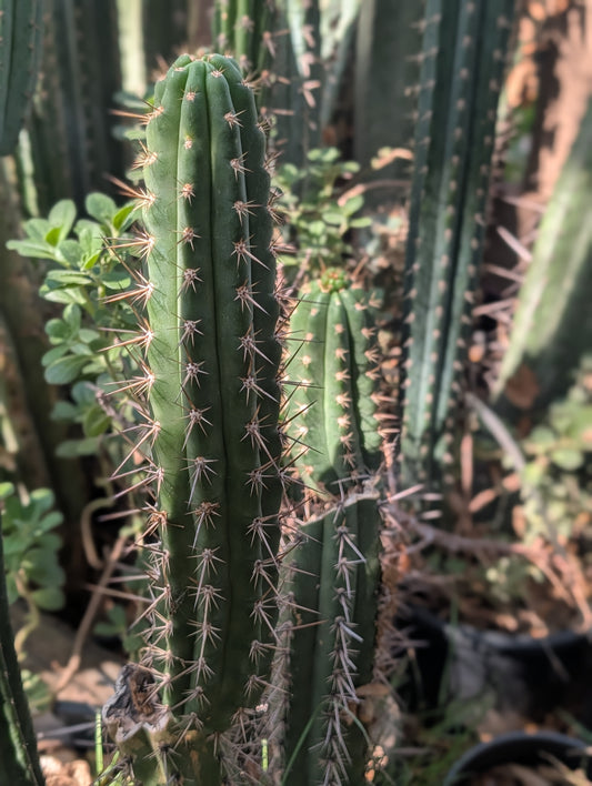 KK337 Trichocereus Tulhuayacensis