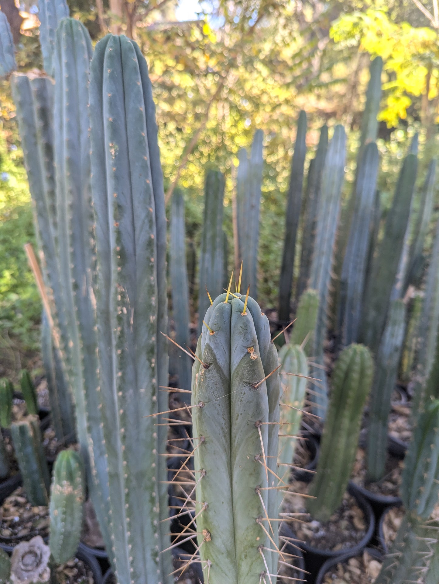 Reynold's Bridgesii