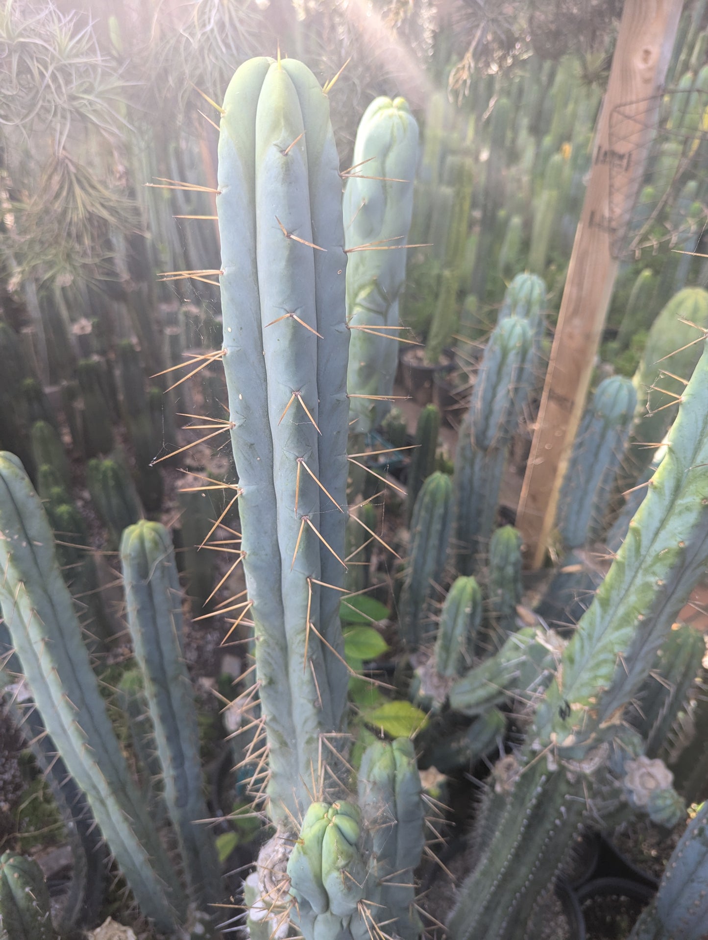 Foolsbreath Bridgesii