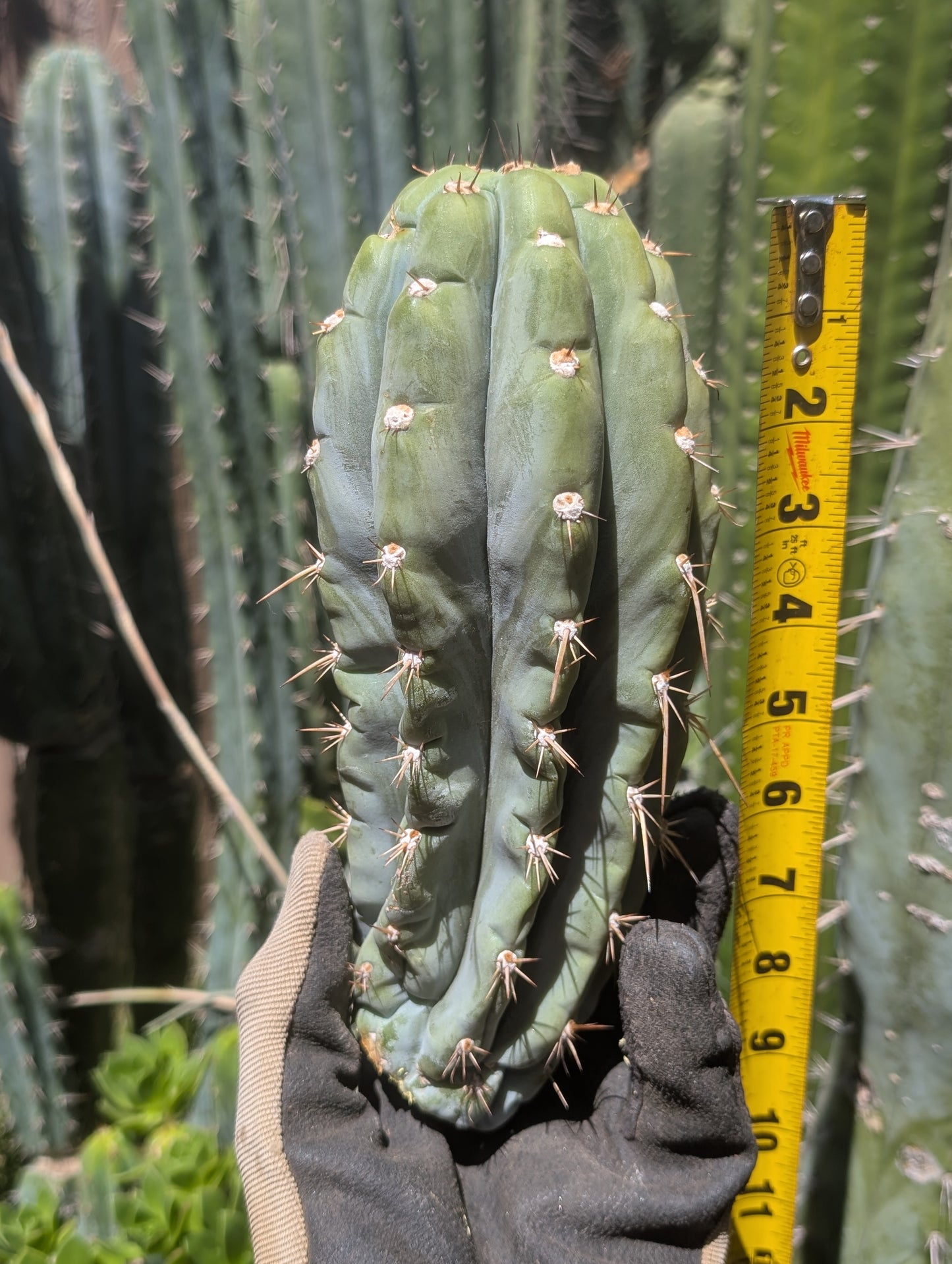 Dawson's Peru #1