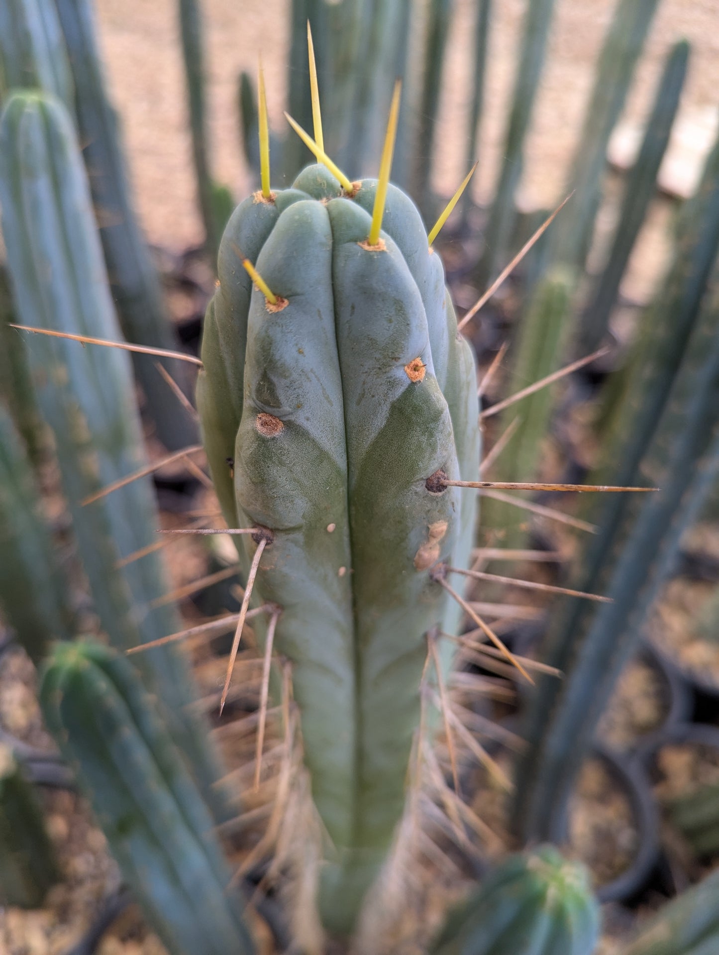 Reynold's Bridgesii