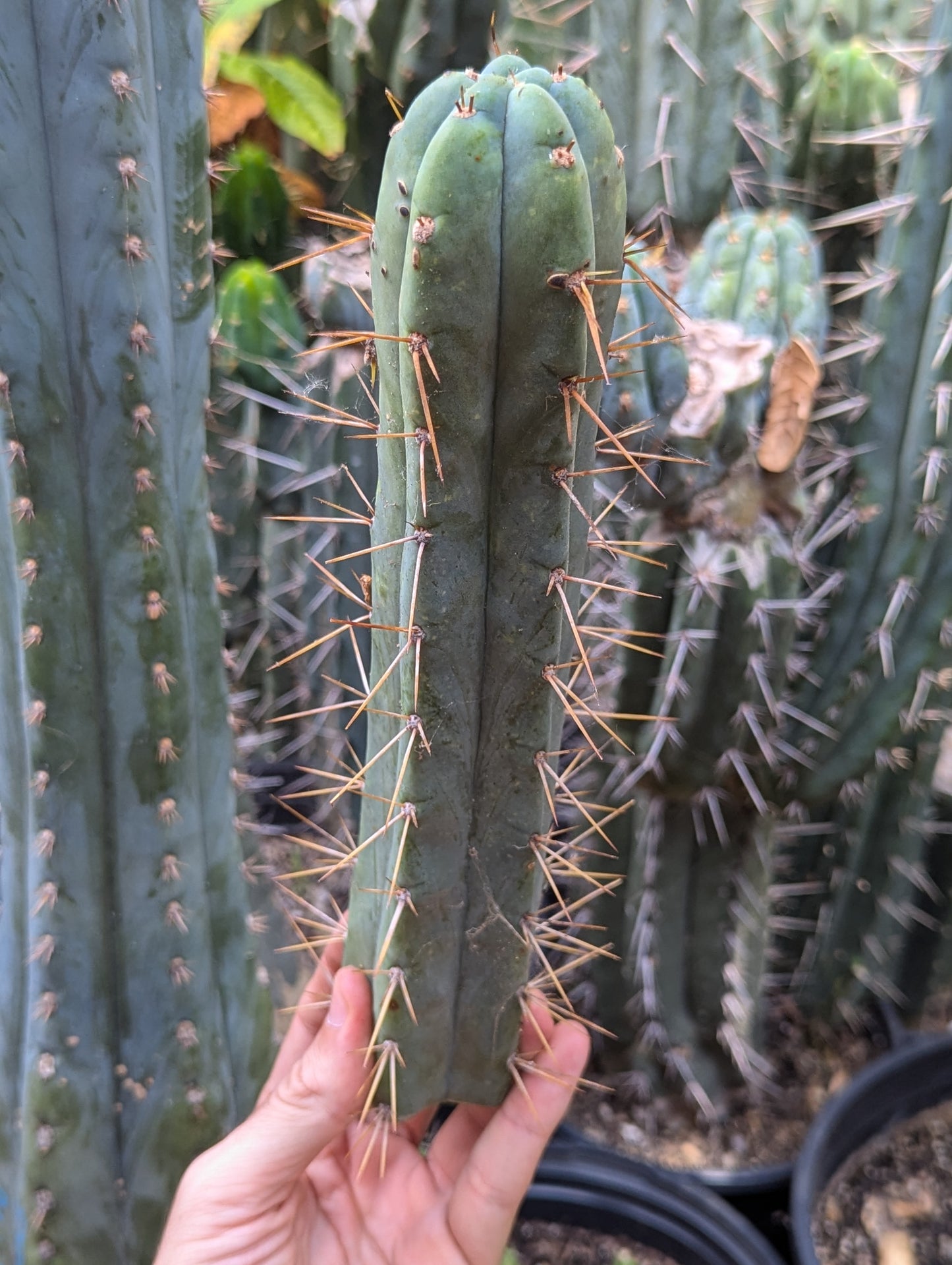 Chills on Wheels Bridgesii