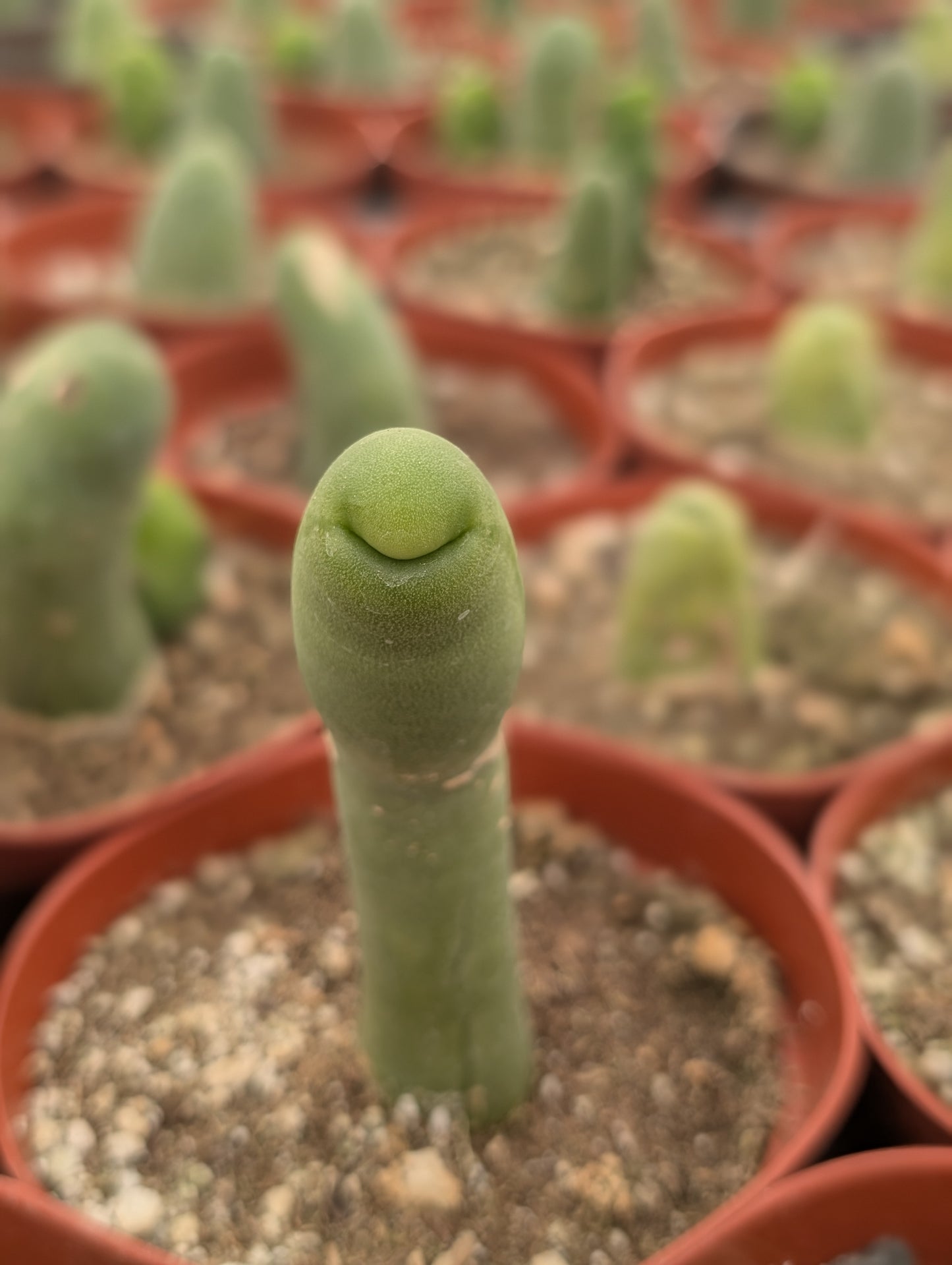 TBM - Trichocereus Bridgesii Monstrosa