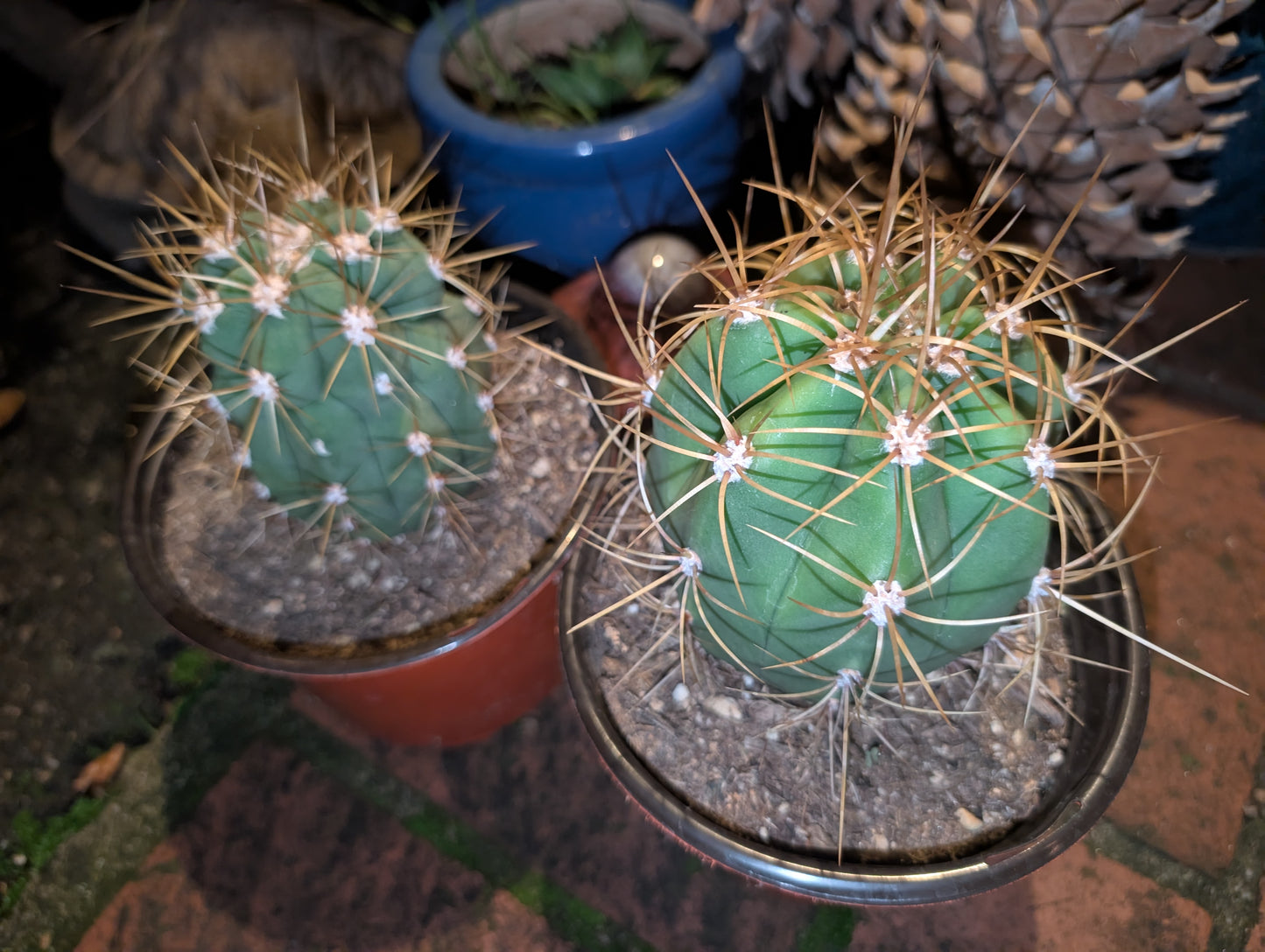 Trichocereus Terscheckii
