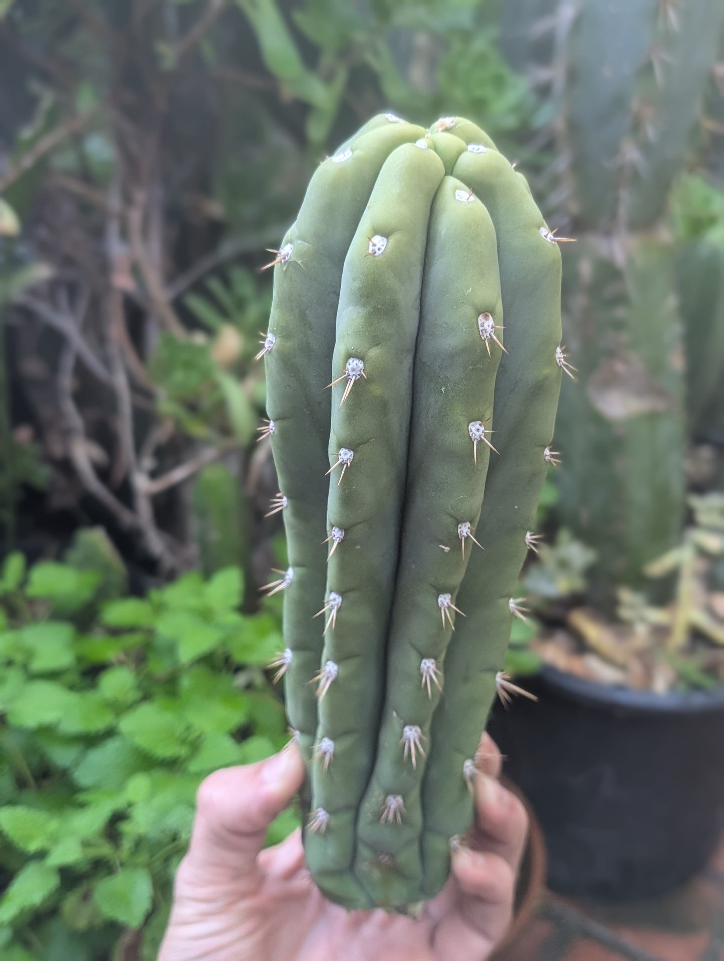 Daniella "Huanucoensis"