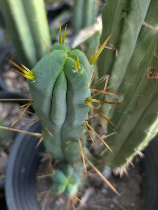 Phillip Hambly - River Source Botanicals Bridgesii