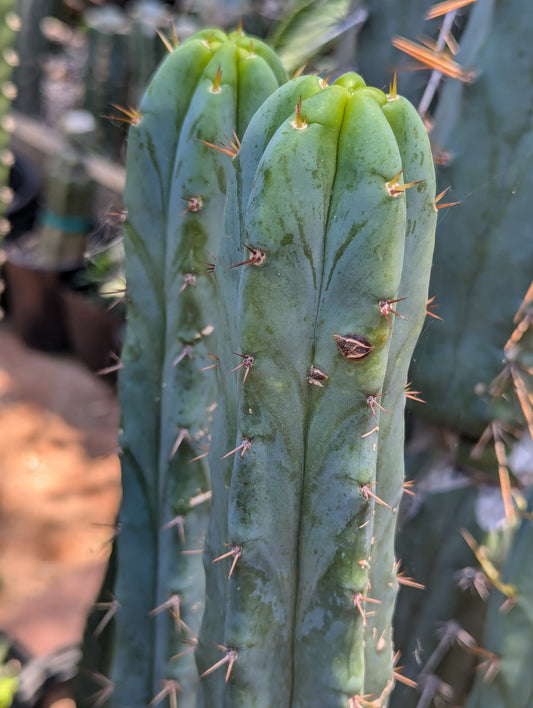 Lounge Lizard Bridgesii