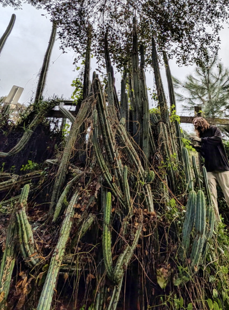 Old Growth Peruvianus Boxes