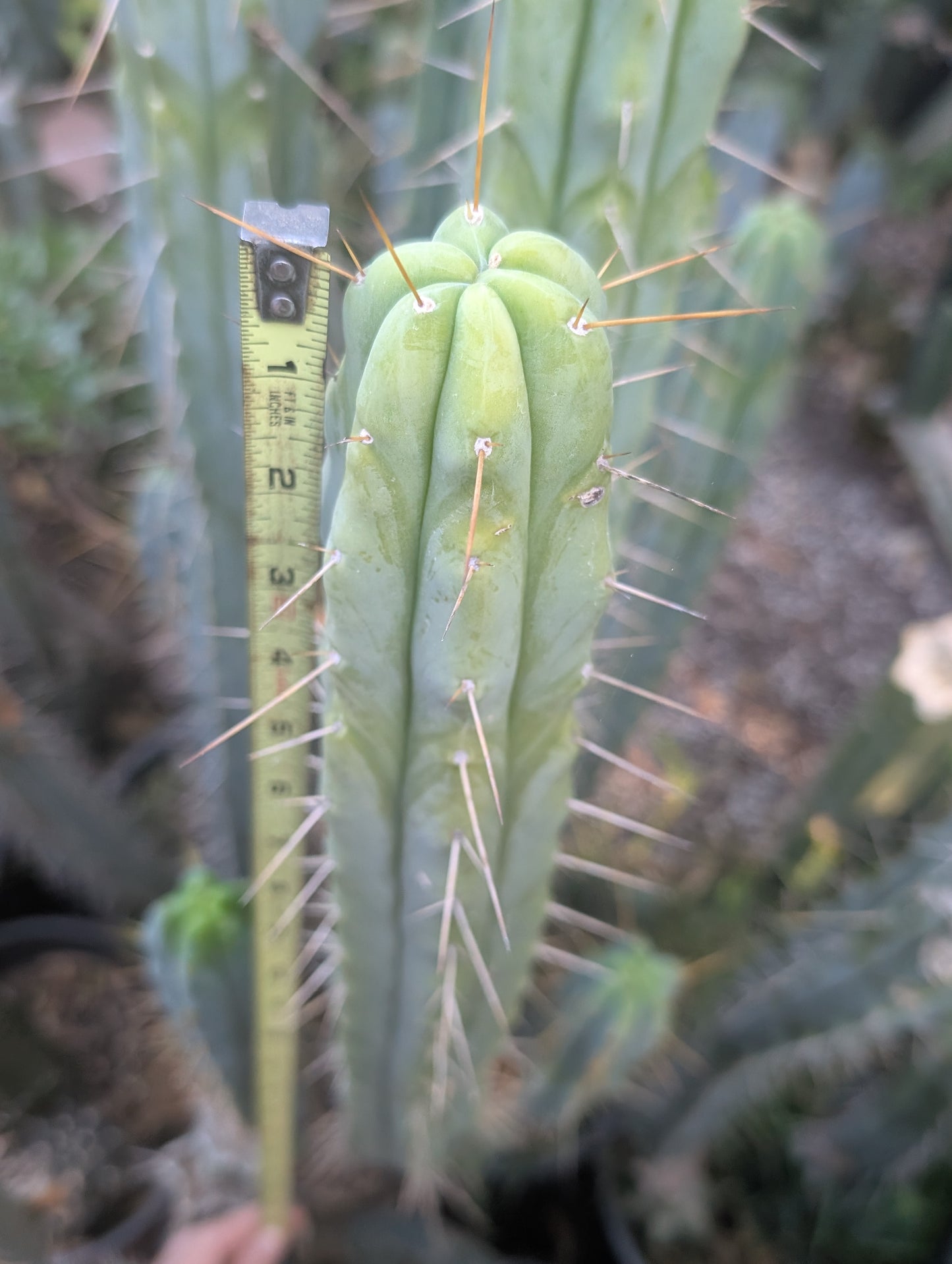 OTB Bridgesii