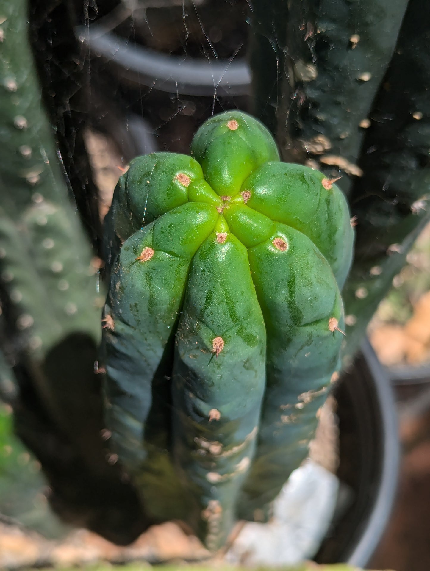 san pedro cactus south africa South African Pachanoi – Third Eye Forest