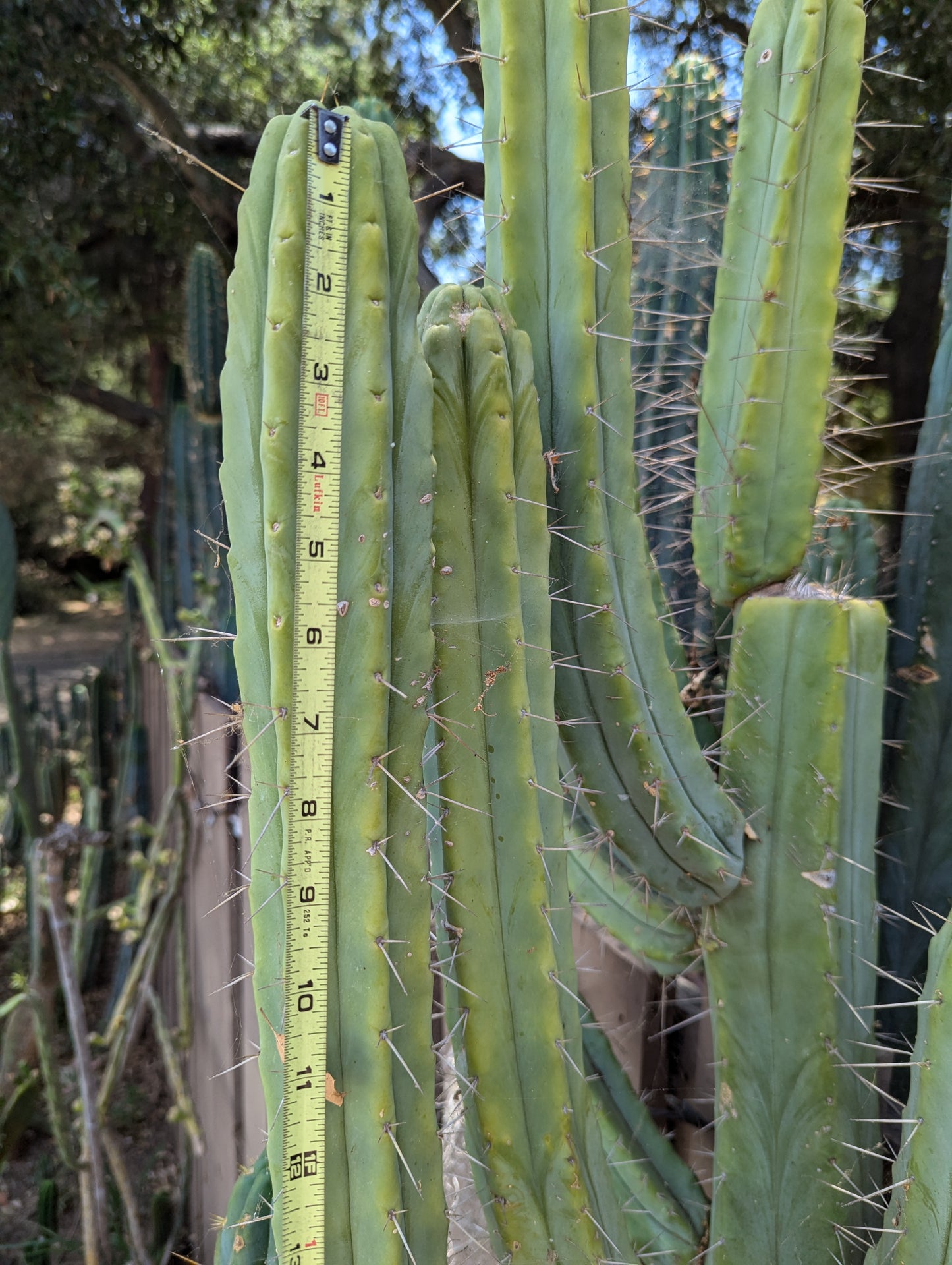 Crisp Bridgesii