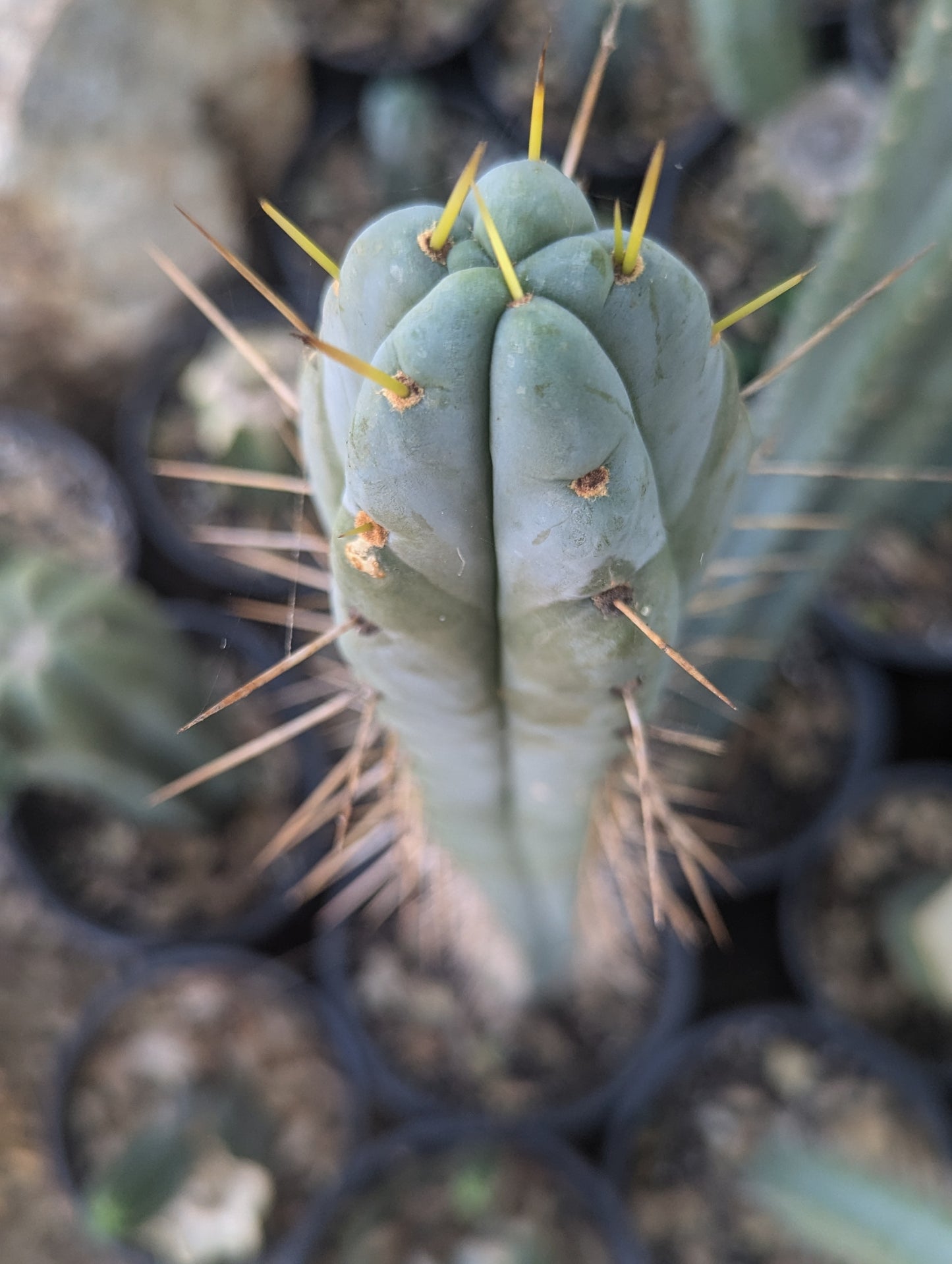 Reynold's Bridgesii