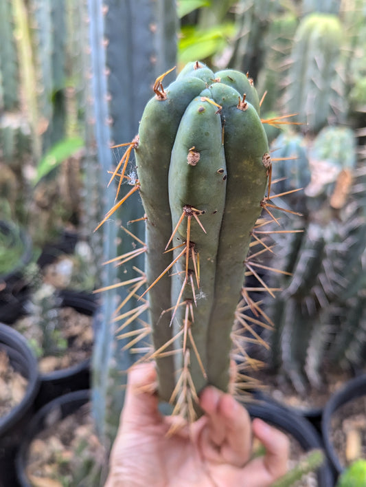 Chills on Wheels Bridgesii