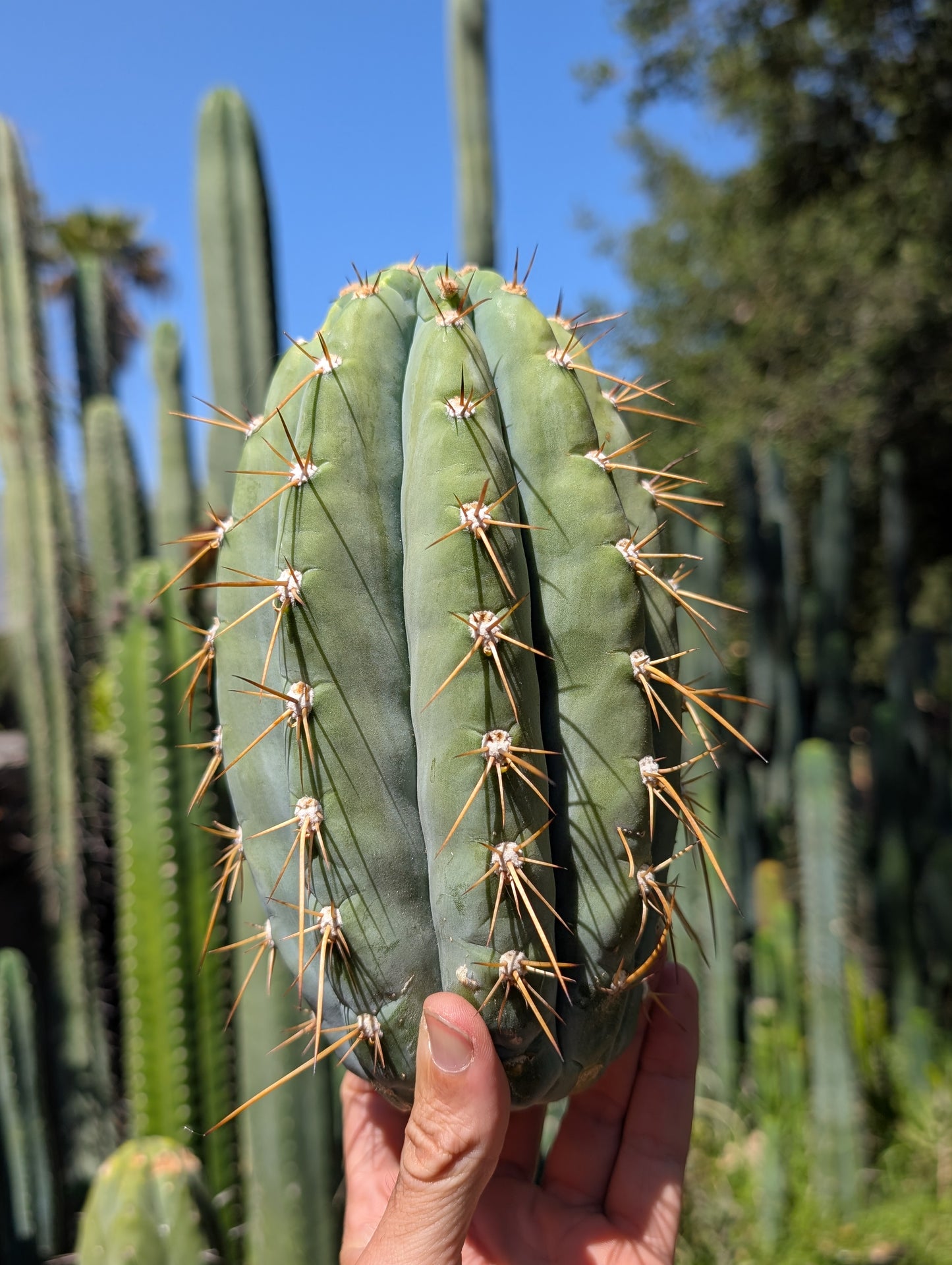 Chuck's Giant Macrogonus Clone G