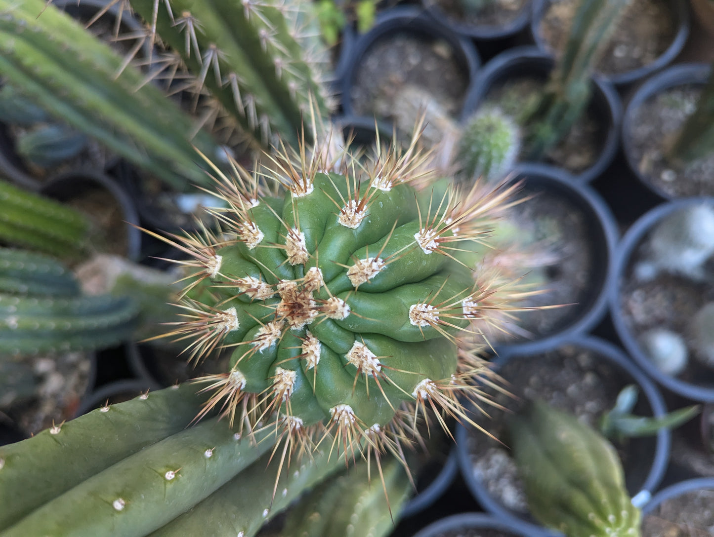 Serra Gardens Taqaquirensis